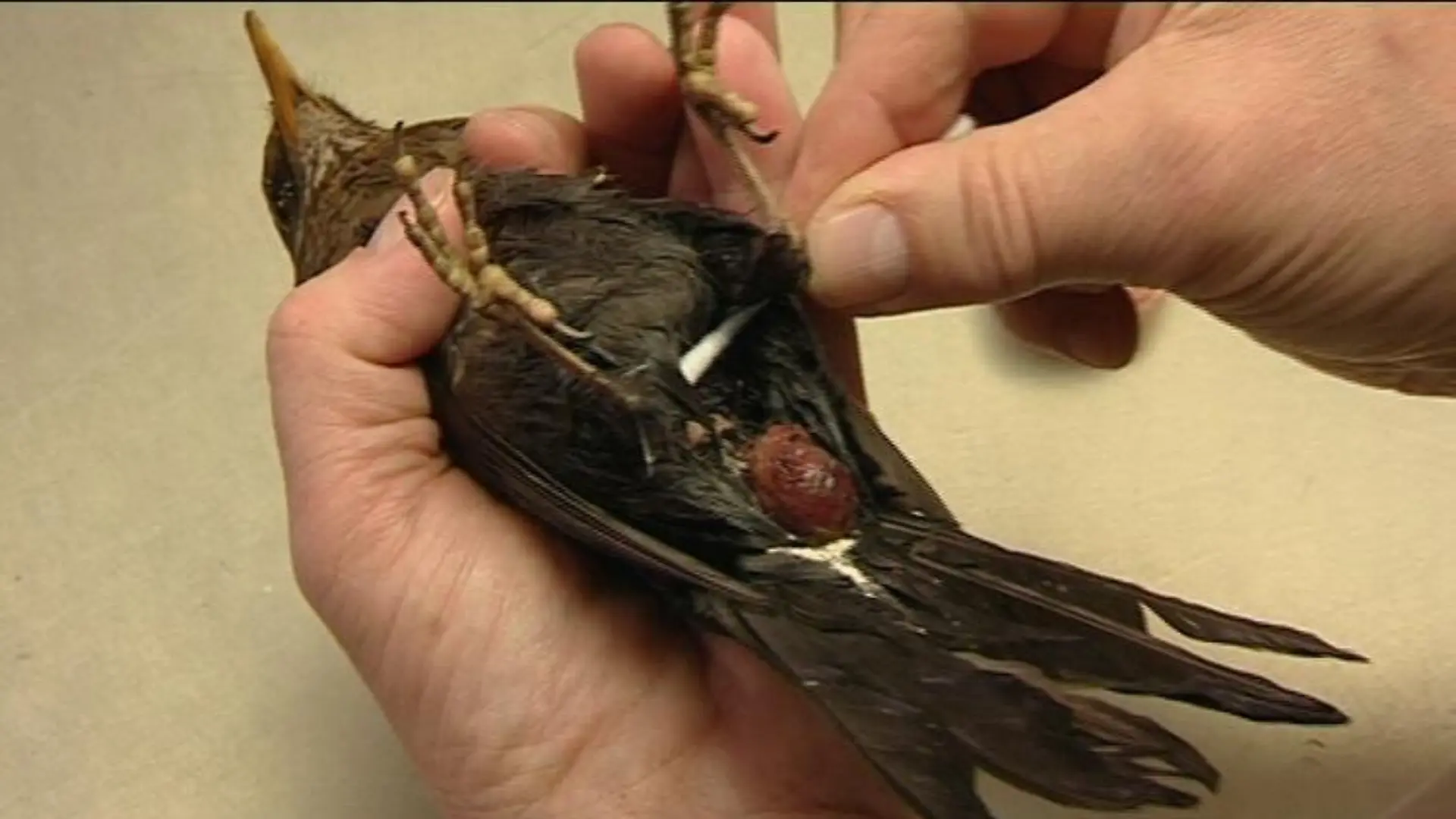 sprechstund1 kloakenvorfall amsel