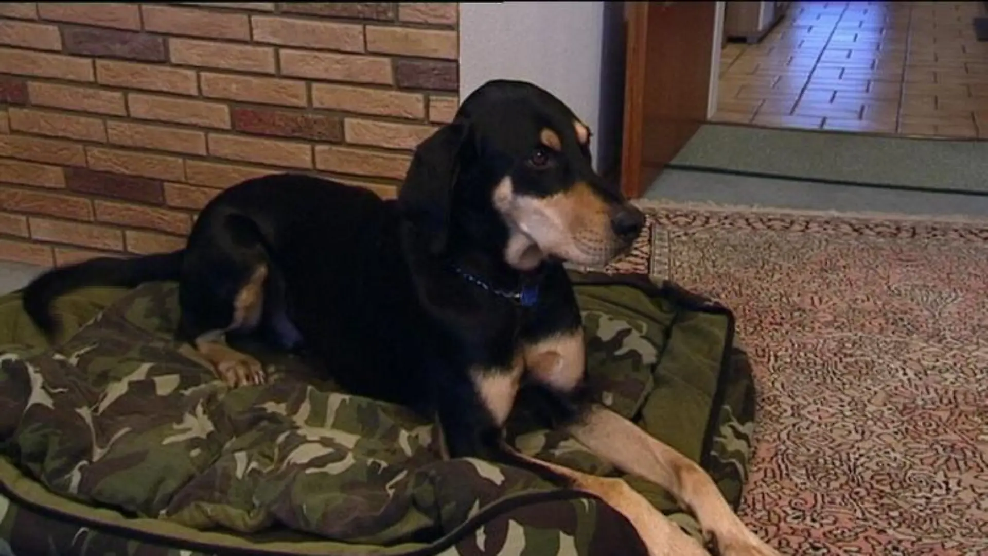hundeprofi 2