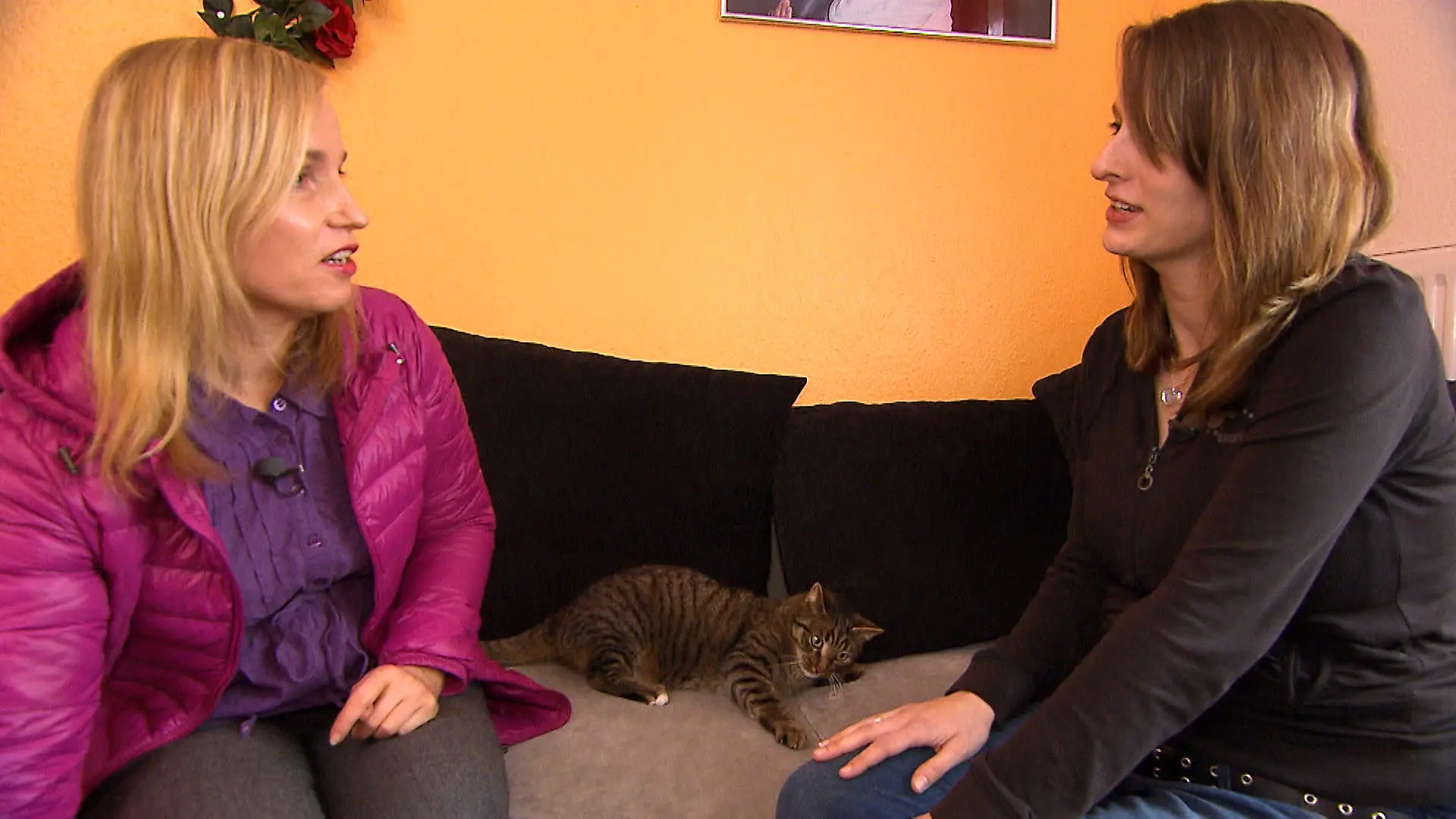 TG3 - Dexel Rathauskatze - VOX - Franziska sucht Rat bei hundkatzemaus-Katzenexpertin Birga Dexel. Ihr Fussel macht das stdtische Rathaus unsicher