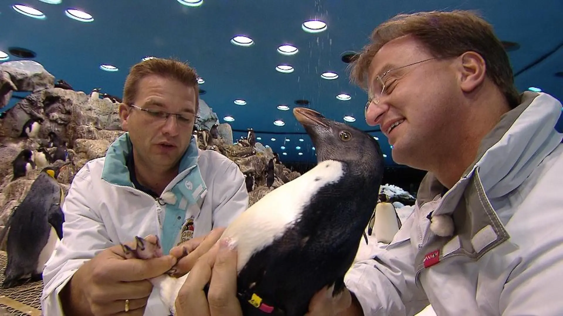 Vorschau1 - VOX - Reinschmidt und Pinguine