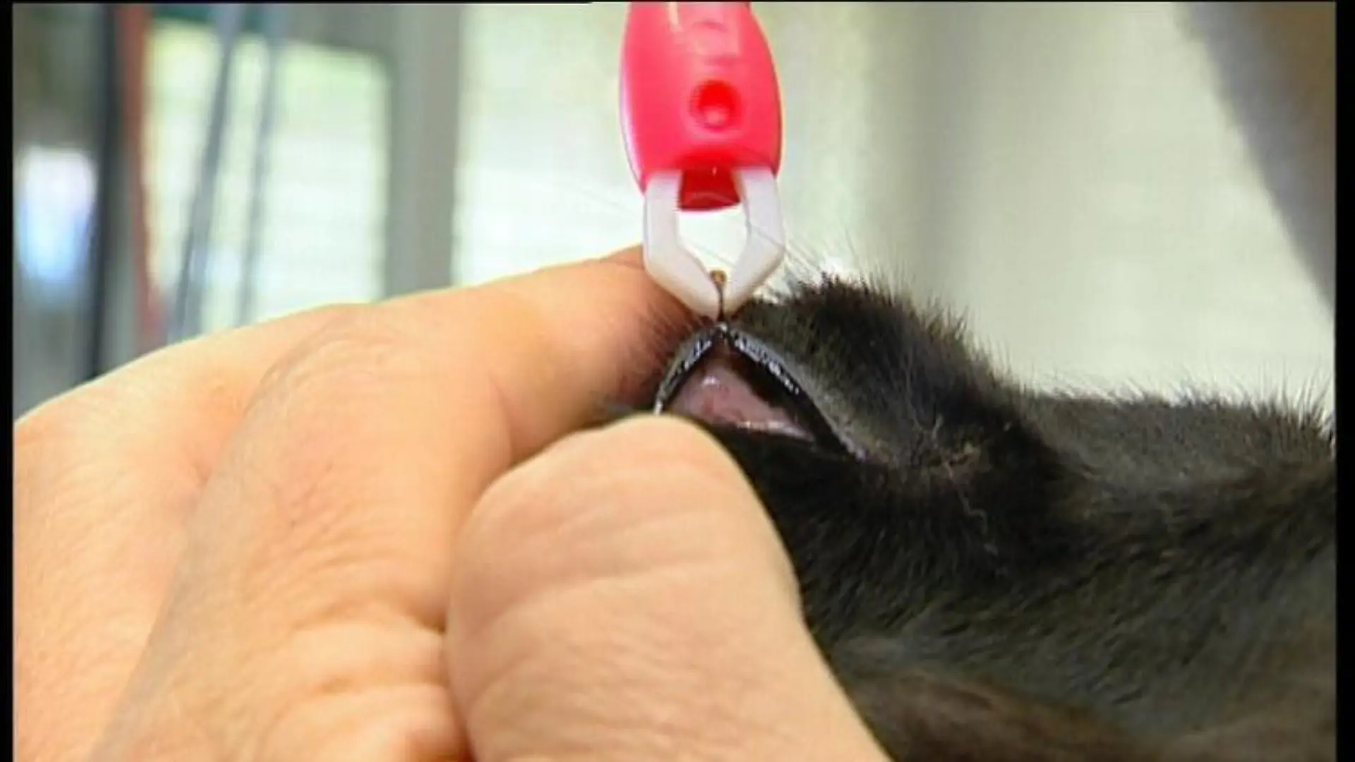 tiergeschichten2