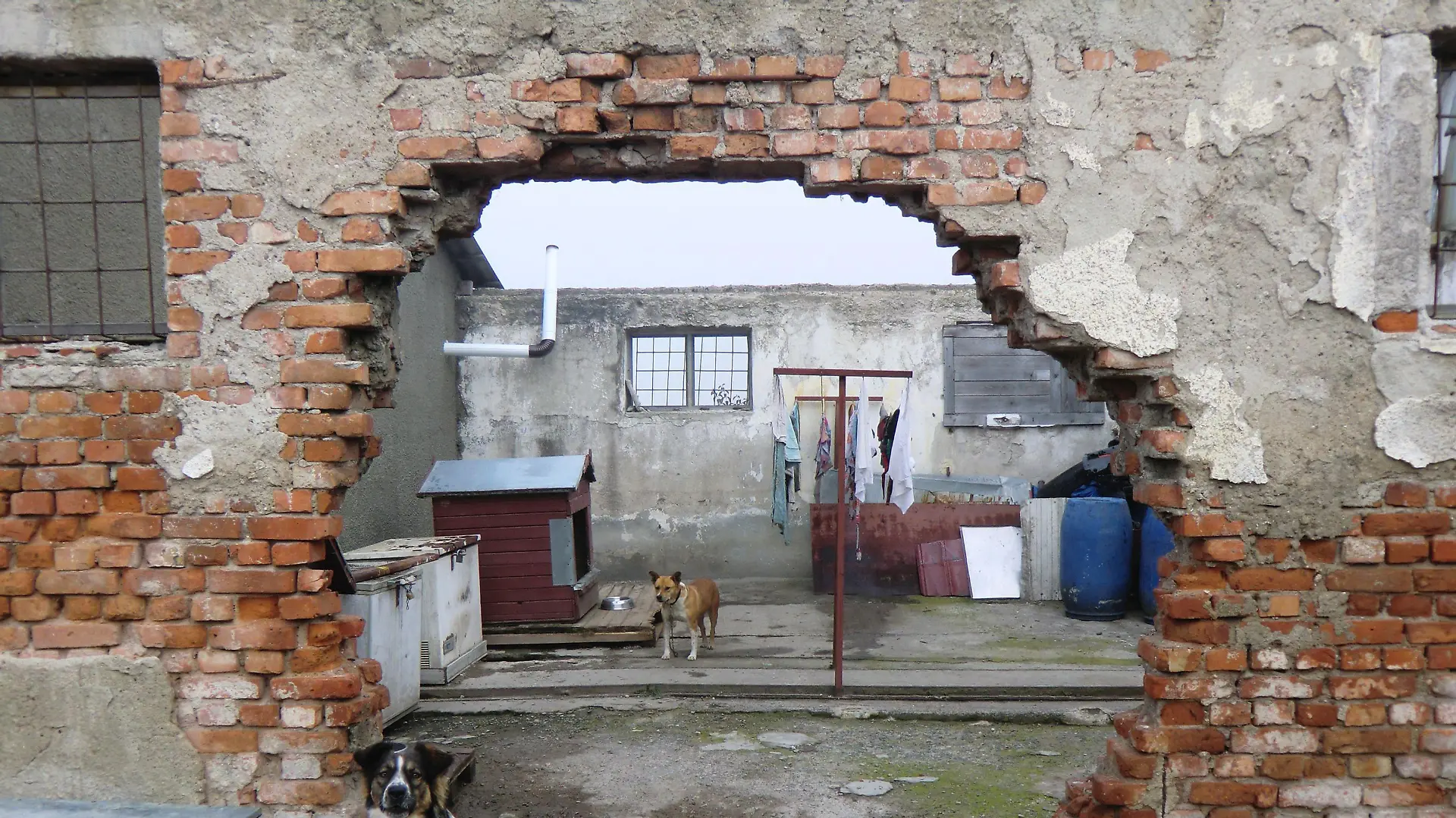 Hunde im Tierheim von Brasov.