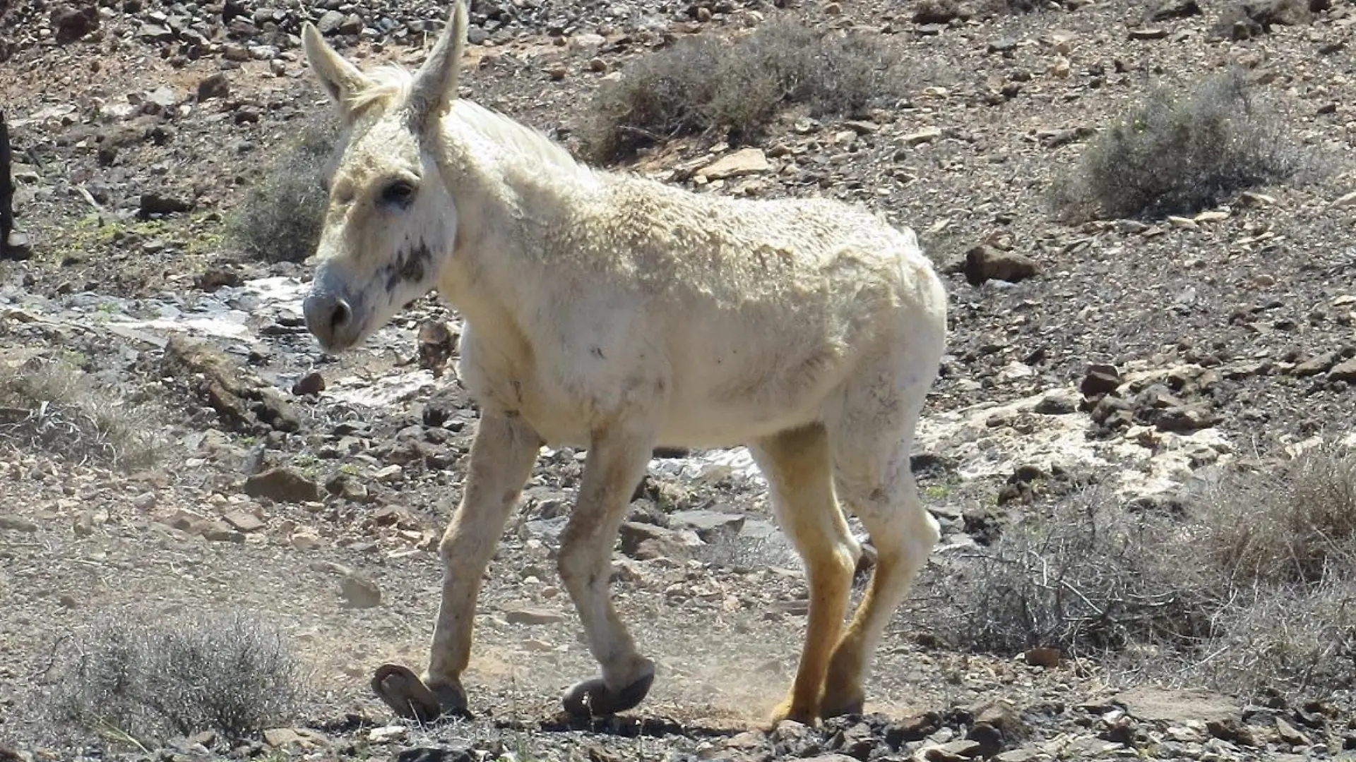 Tiere in Not - VOX-DOCMA TV - Bergesels Blanco kann wegen stark deformierter Vorderhufe kaum noch laufen