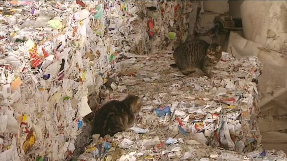 tiere in not katzen im altpapier