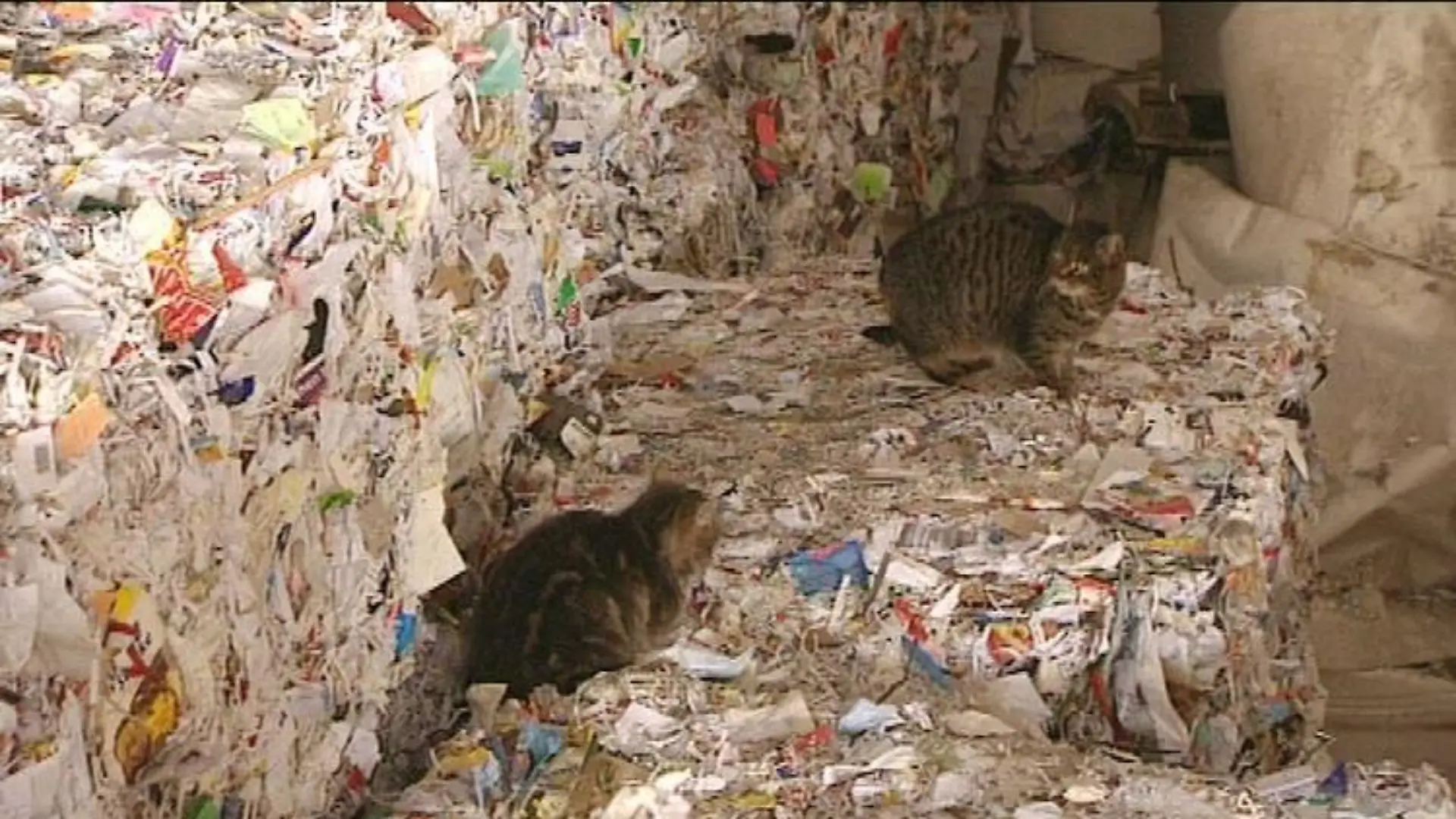 tiere in not katzen im altpapier