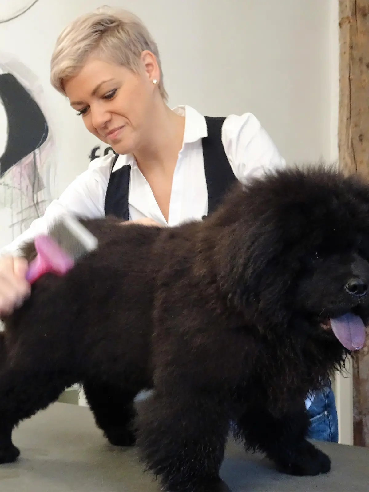 Hundefrisr 171209