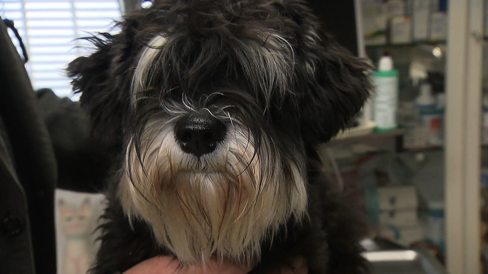 Sprechstunde1 - Hund braucht Ohrensplung