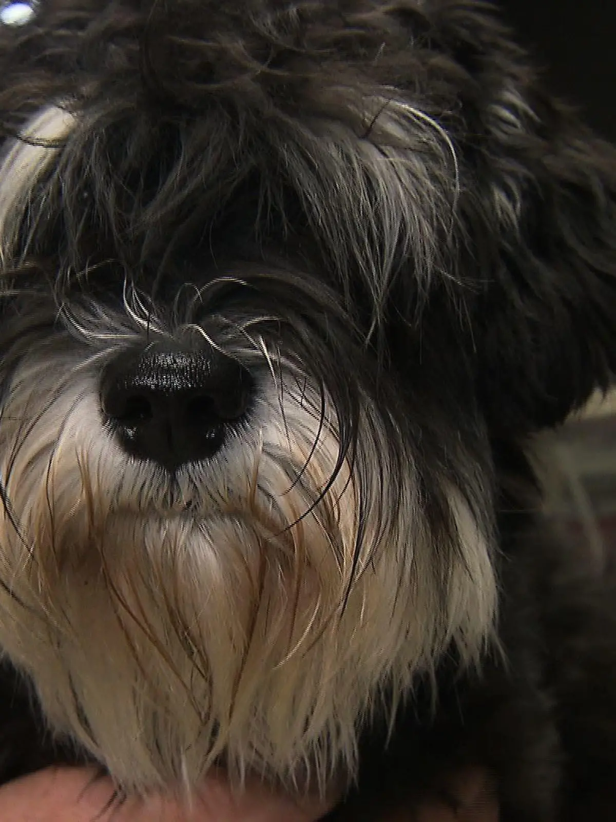 Sprechstunde1 - Hund braucht Ohrensplung