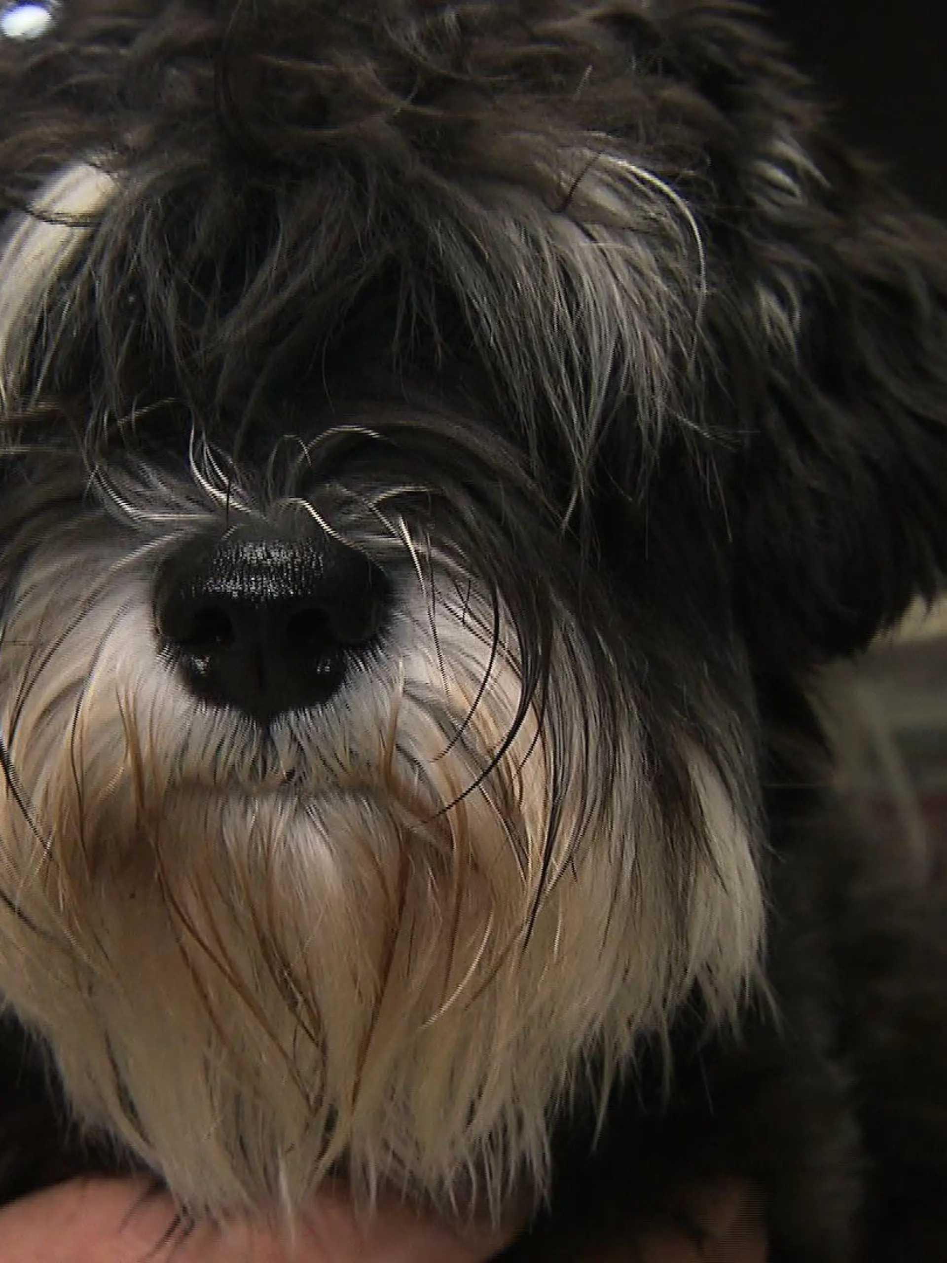 Sprechstunde1 - Hund braucht Ohrensplung