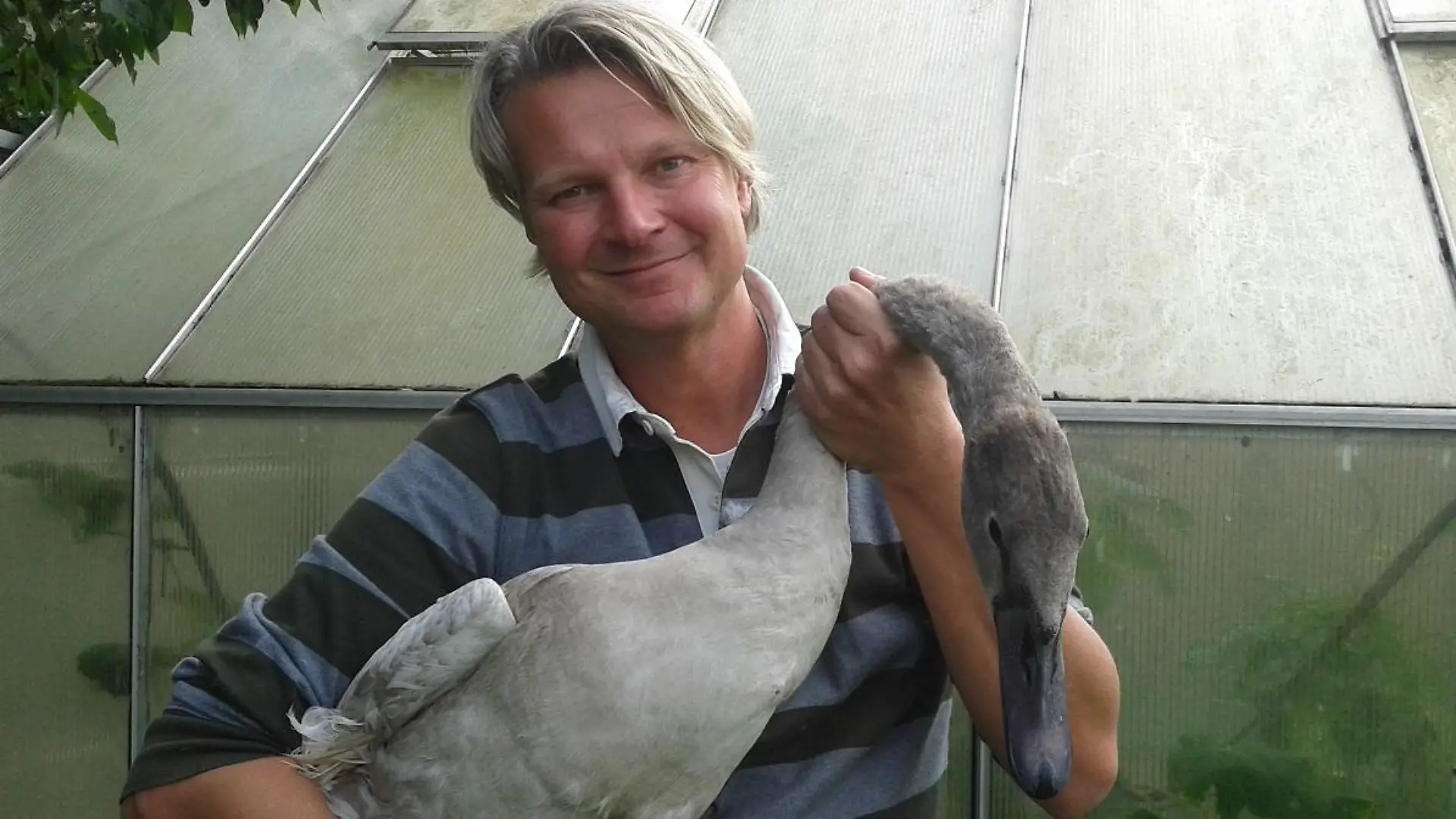 Tiere in Not - VOX-DOCMA TV - Hckerschwan Max leidet an Kippflgeln. Wird Frank Weber dem flugunfhigen Tier helfen knnen..