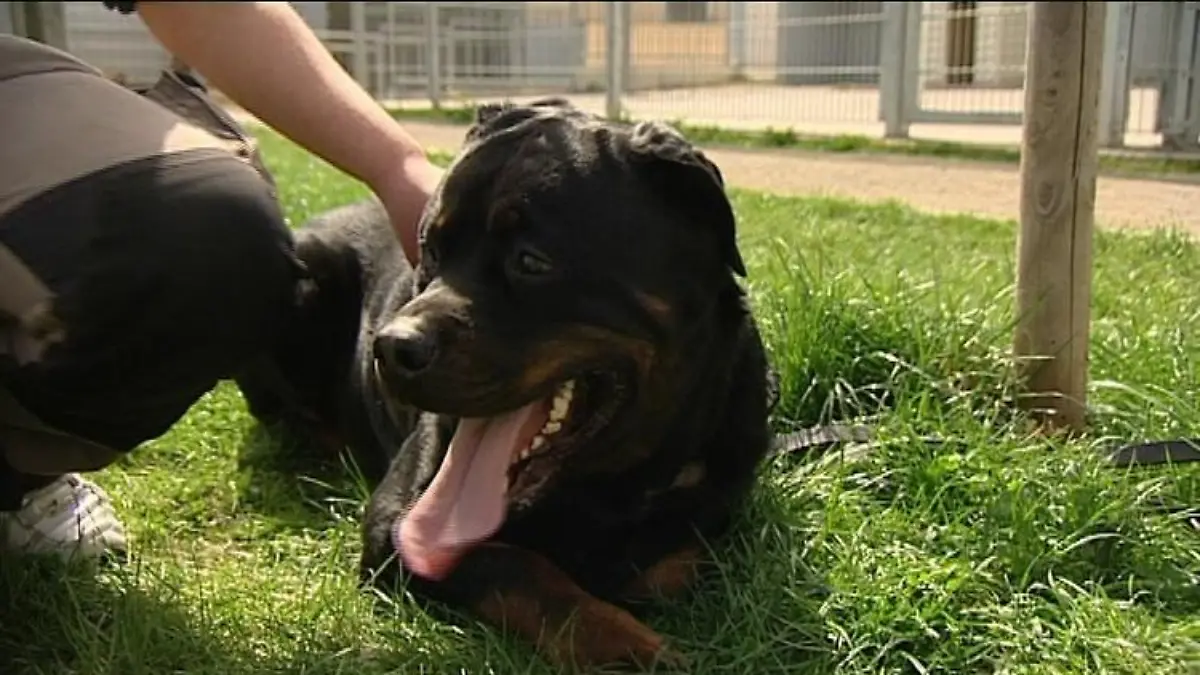 sprechstunde1 rottweiler odin
