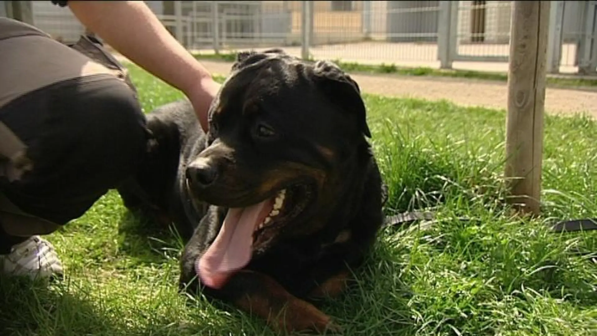 sprechstunde1 rottweiler odin