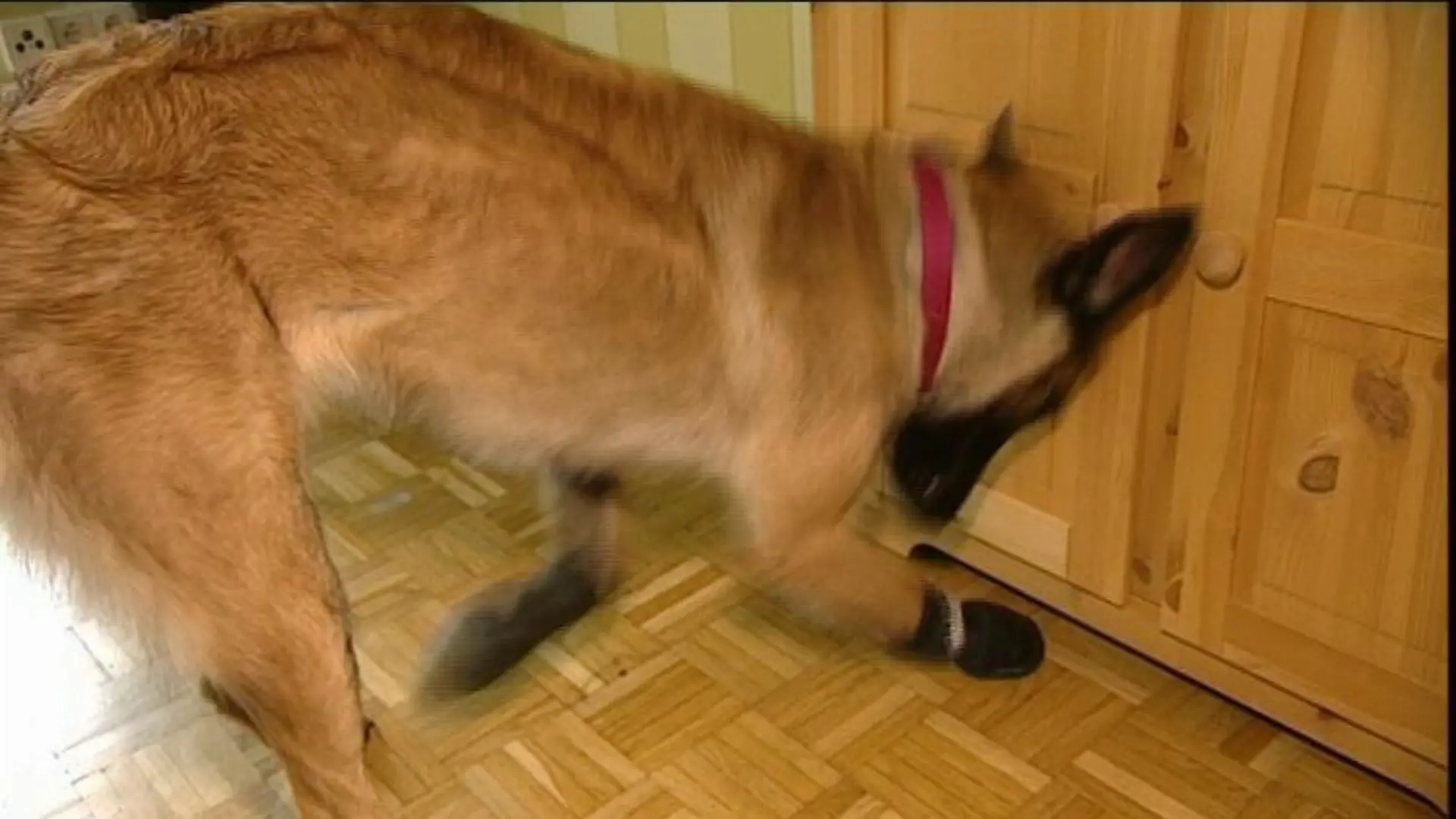 Tiergeschichten1 Schimmelsprhund