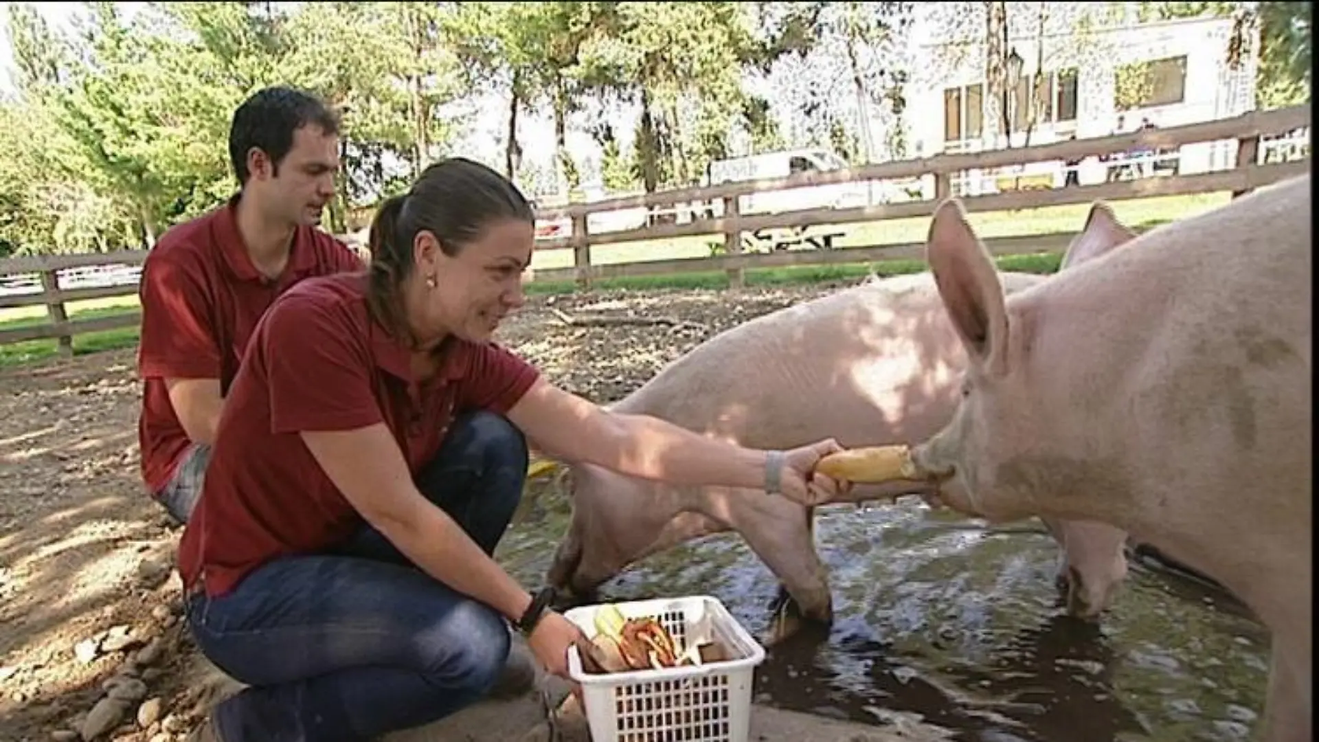 Tiergeschichten3 Erwin Praktikantin und Schweine