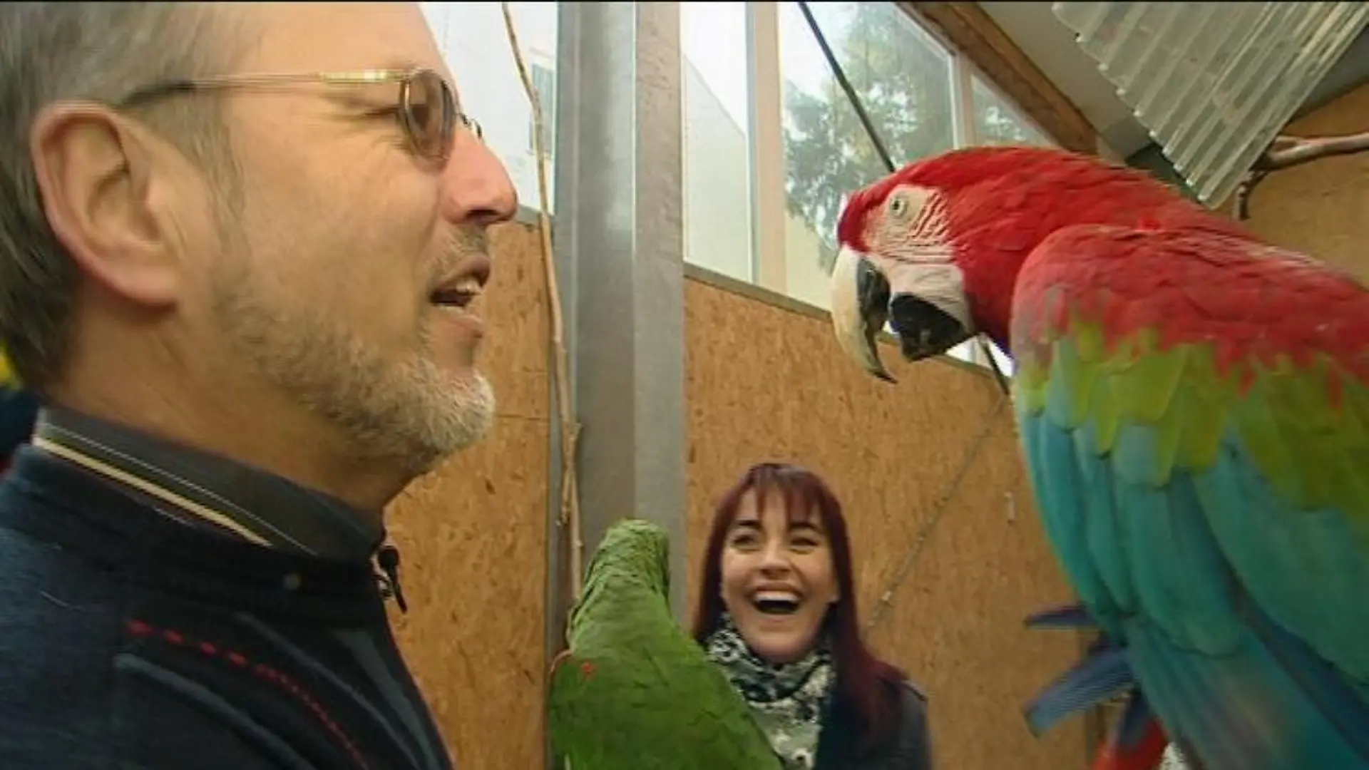 tiergesch2 papagei