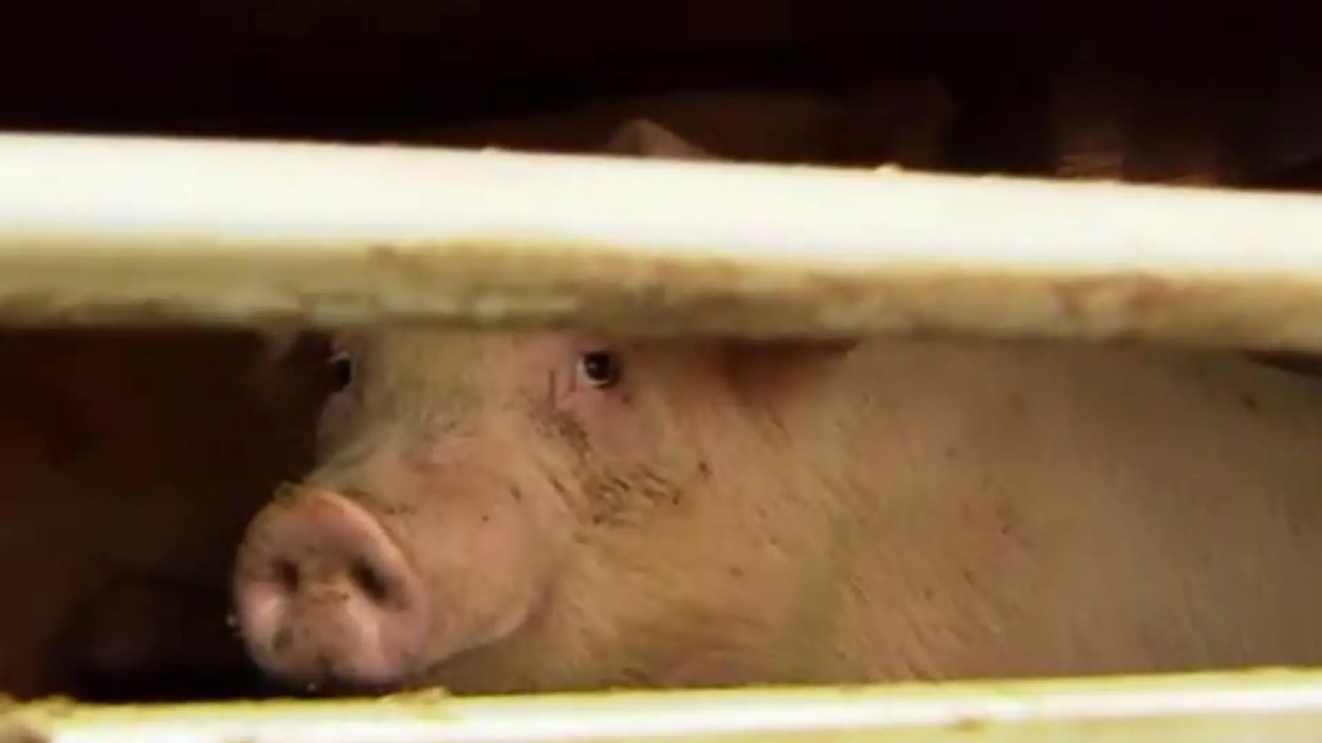 Tiergeschichten3 - VOX - Schweinetransport 1
