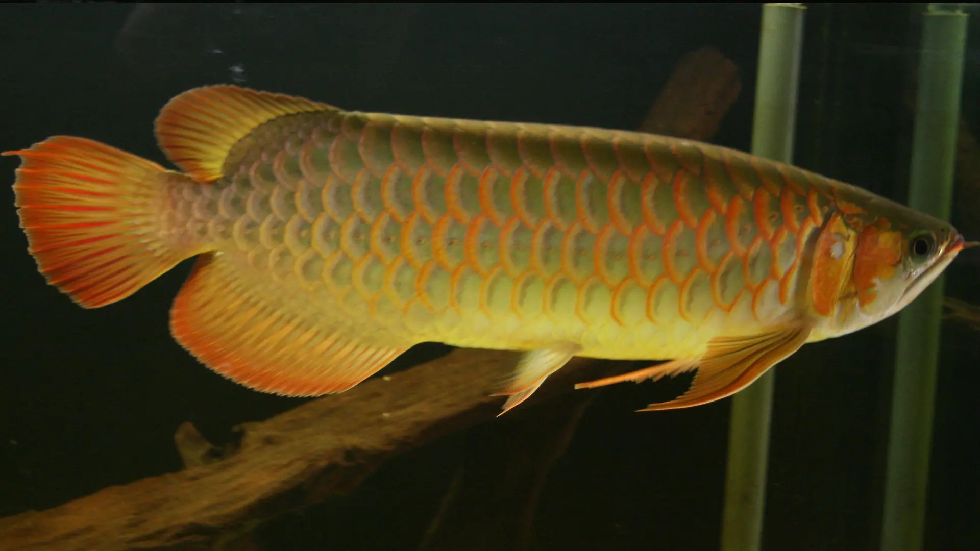 Tiergeschichten 1 - Drachenfisch