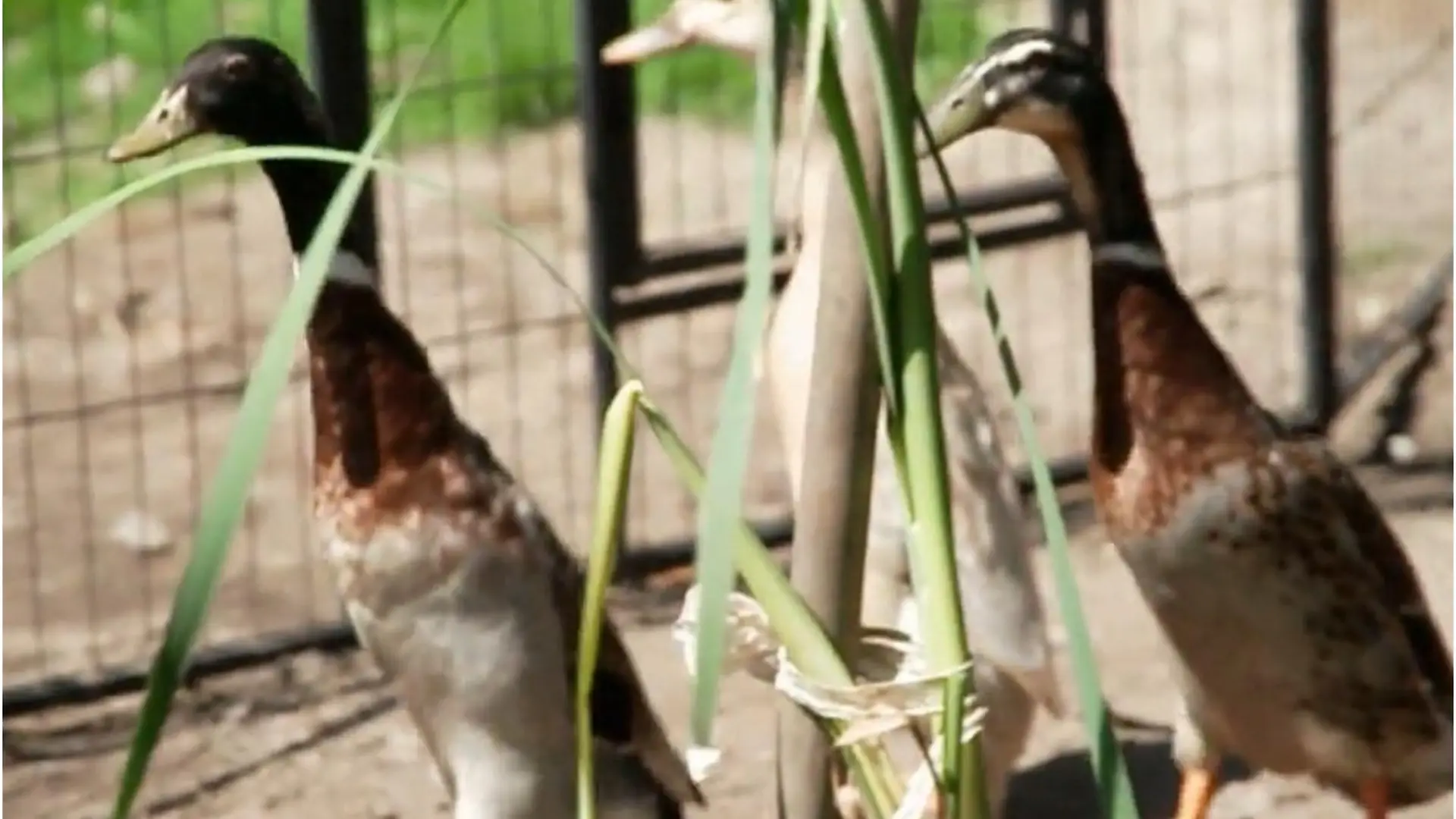 FotoJet (62)