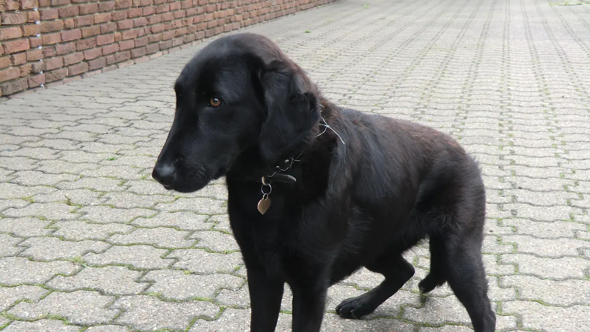 Nach einer Staupe -Infektion leidet Labrador-Mischlingshündin Vita unter Koordinations- und Bewegungsstörungen