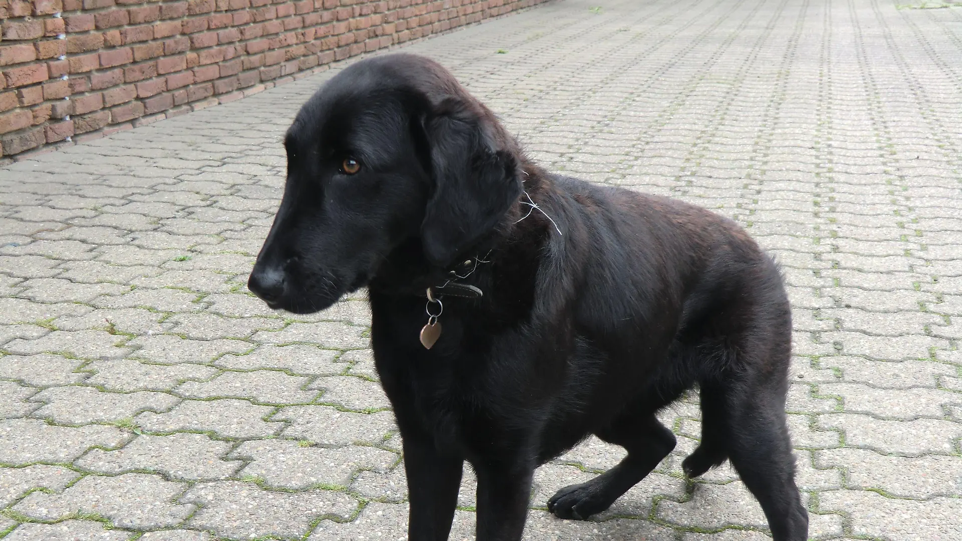 Nach einer Staupe -Infektion leidet Labrador-Mischlingshündin Vita unter Koordinations- und Bewegungsstörungen