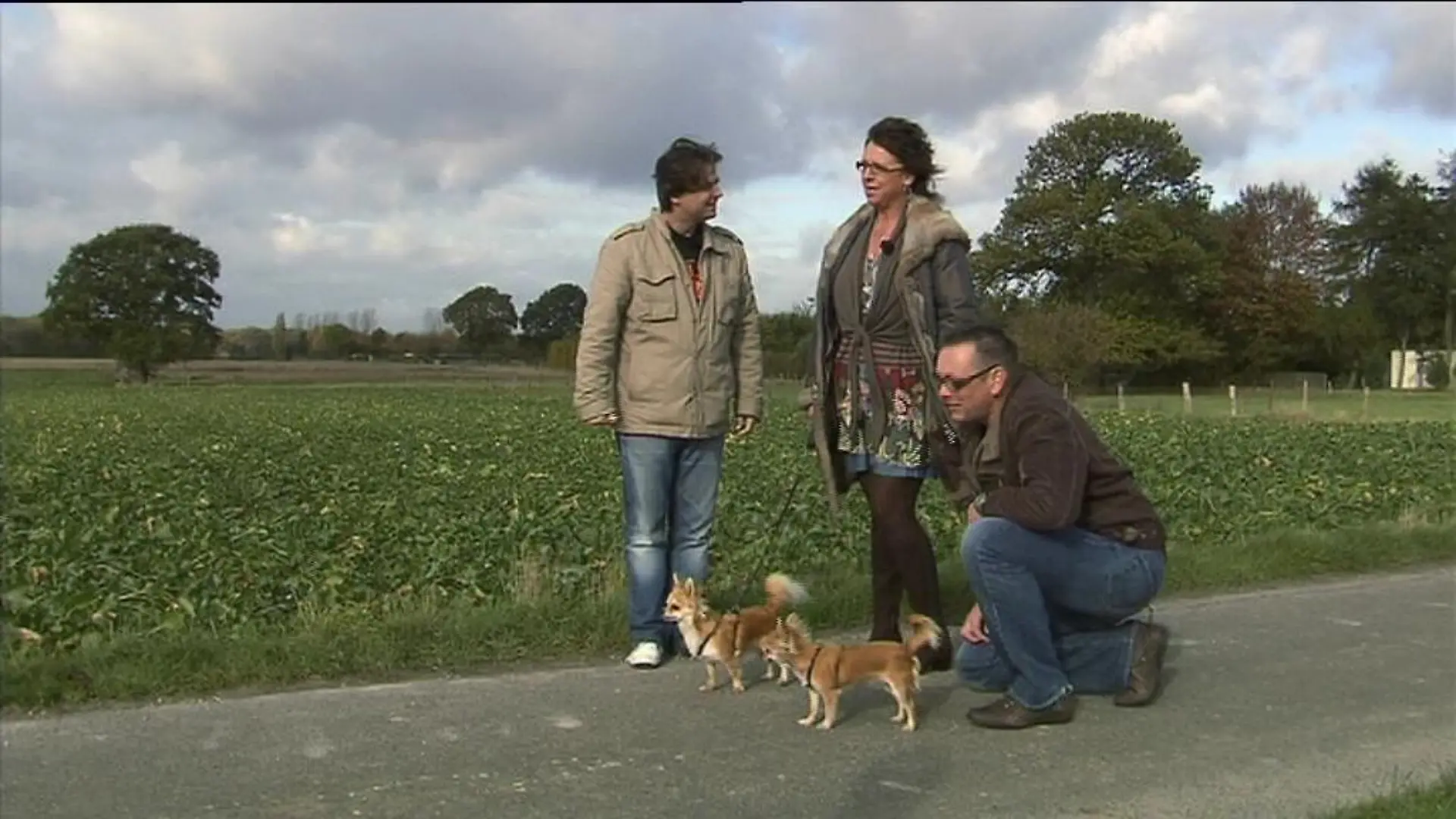 hundeprofi b