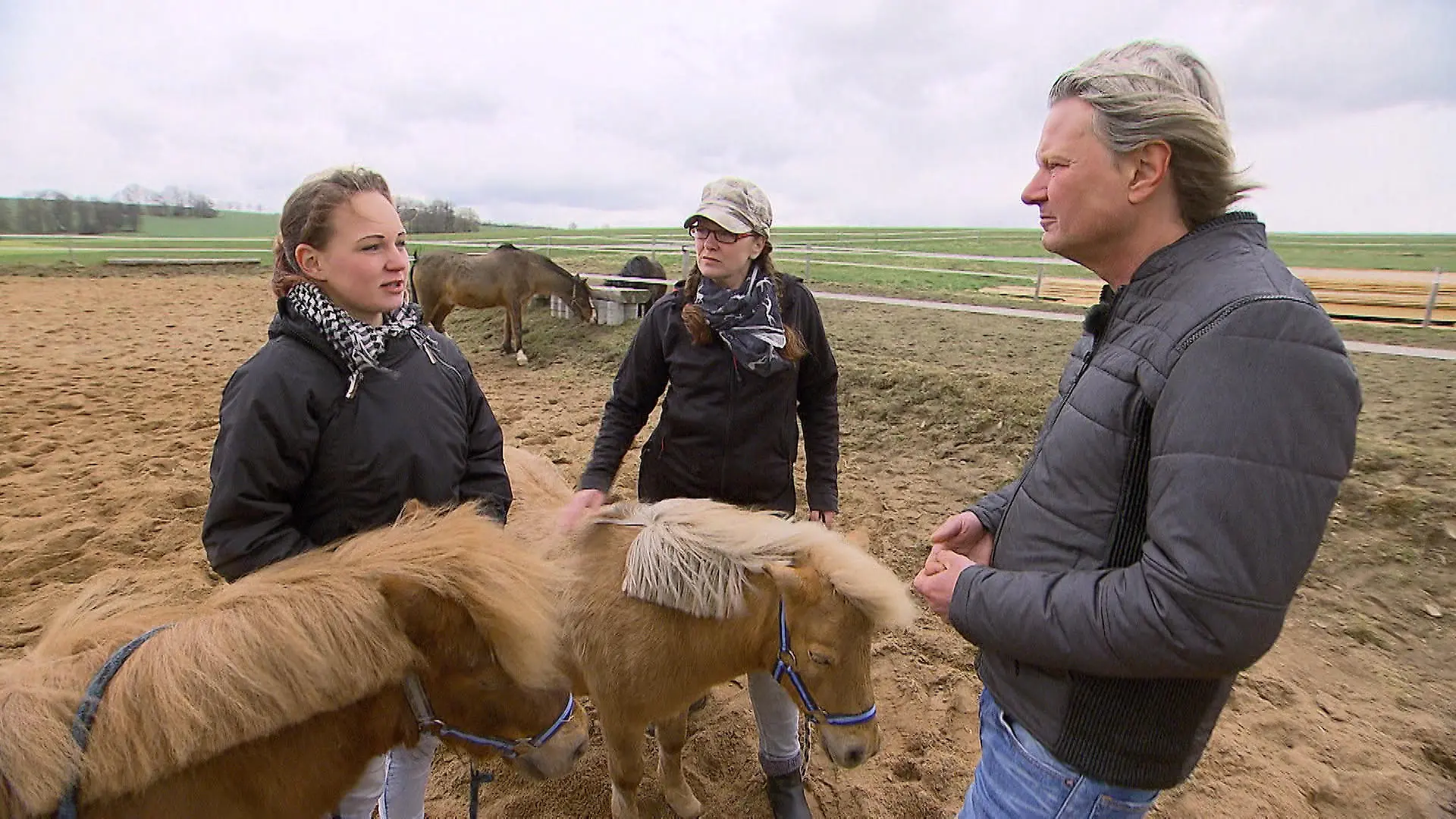 Frank Weber Shetland Ponys VOX (2)