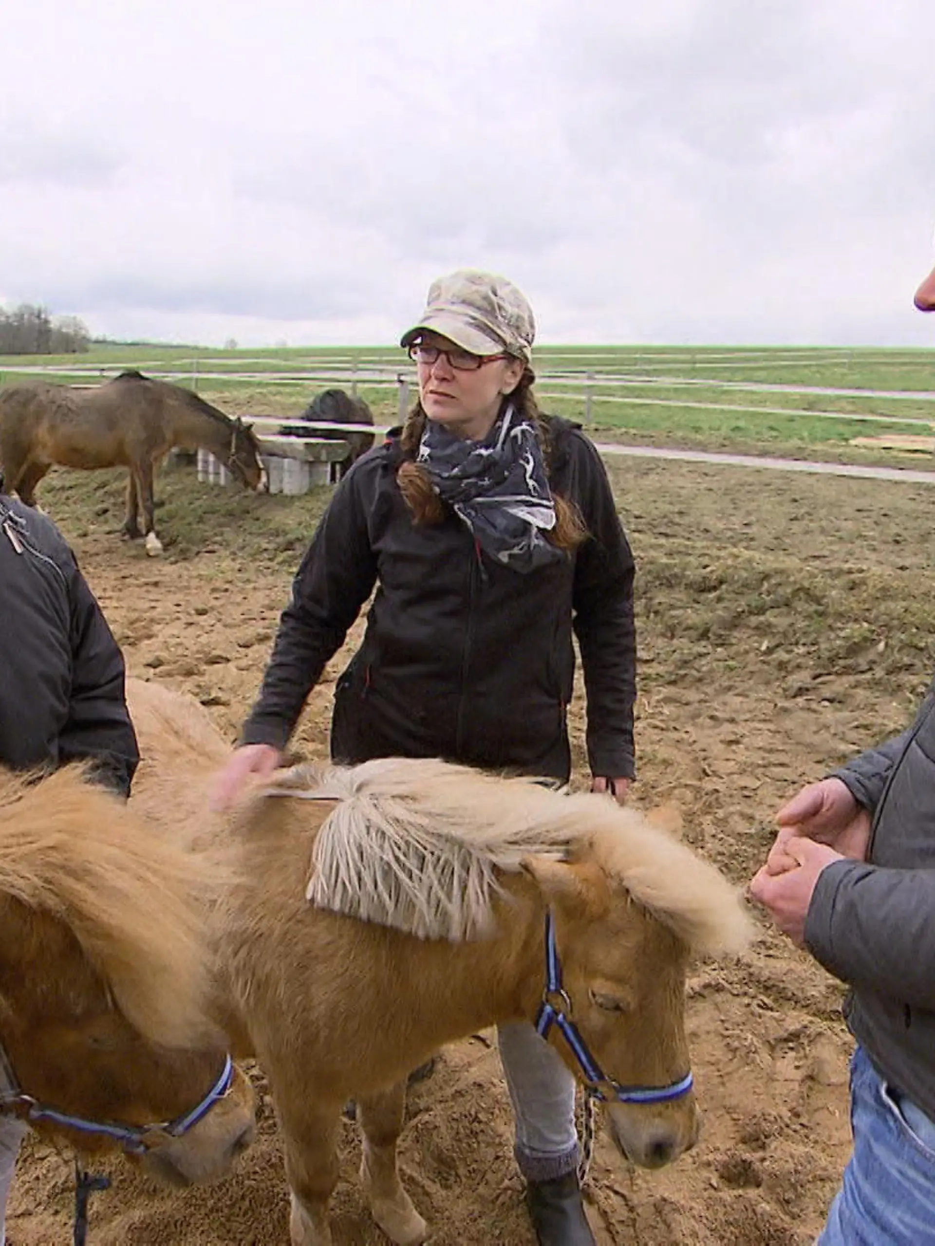 Frank Weber Shetland Ponys VOX (2)