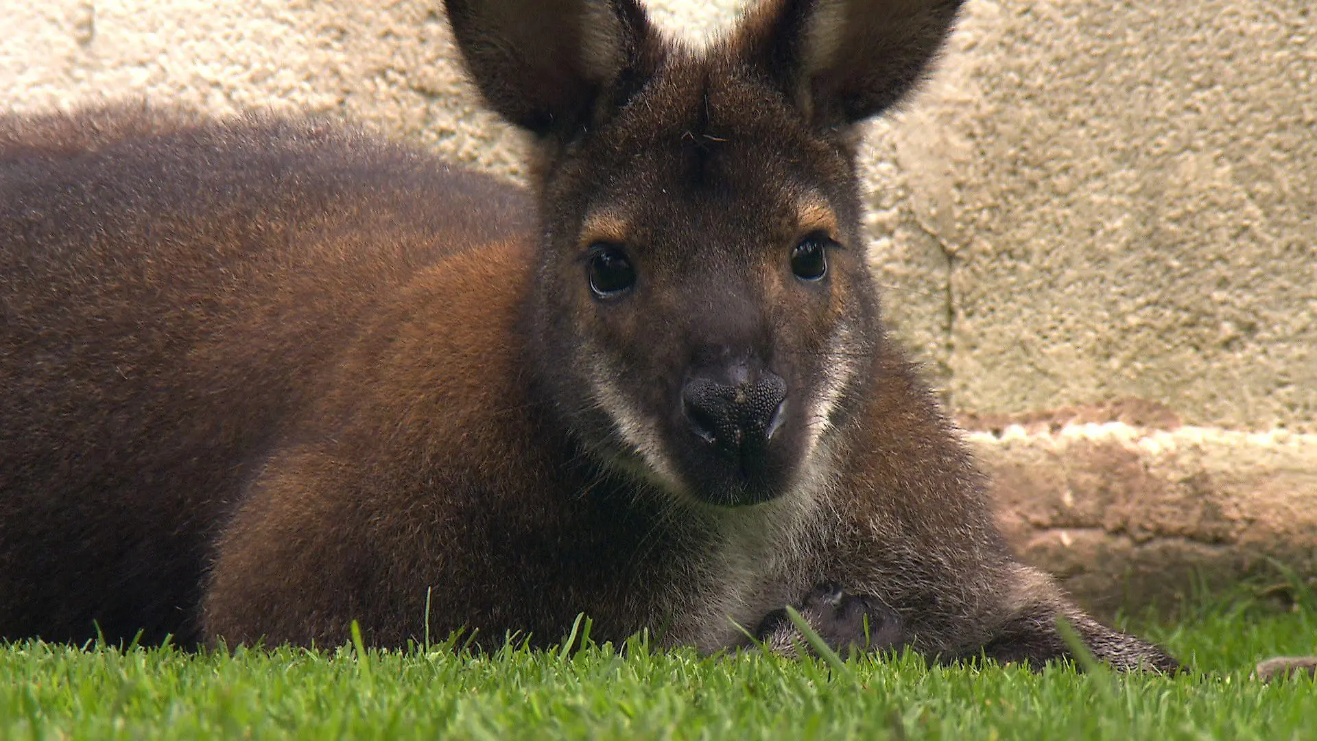 Sprechstunde1 - Dr.Wolf soll Wallaby kastrieren