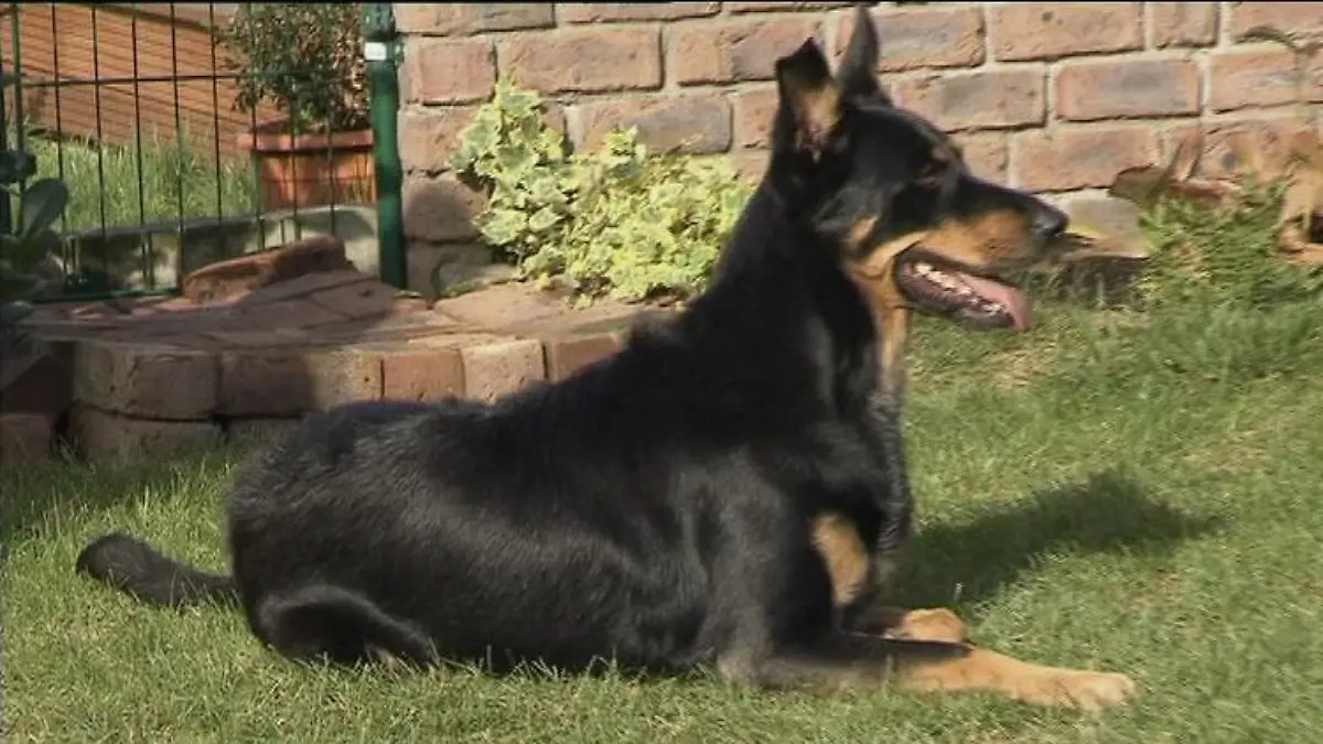 hundeprofi cassy