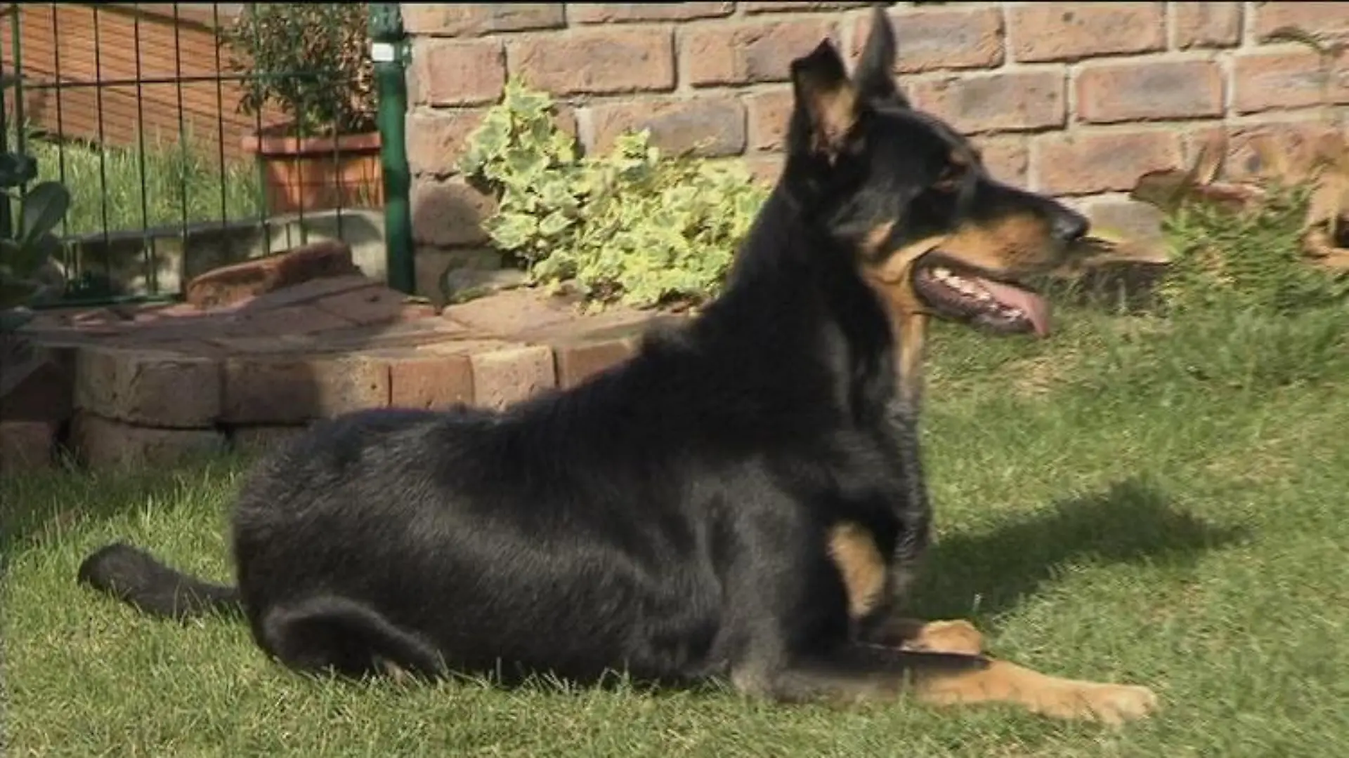 hundeprofi cassy