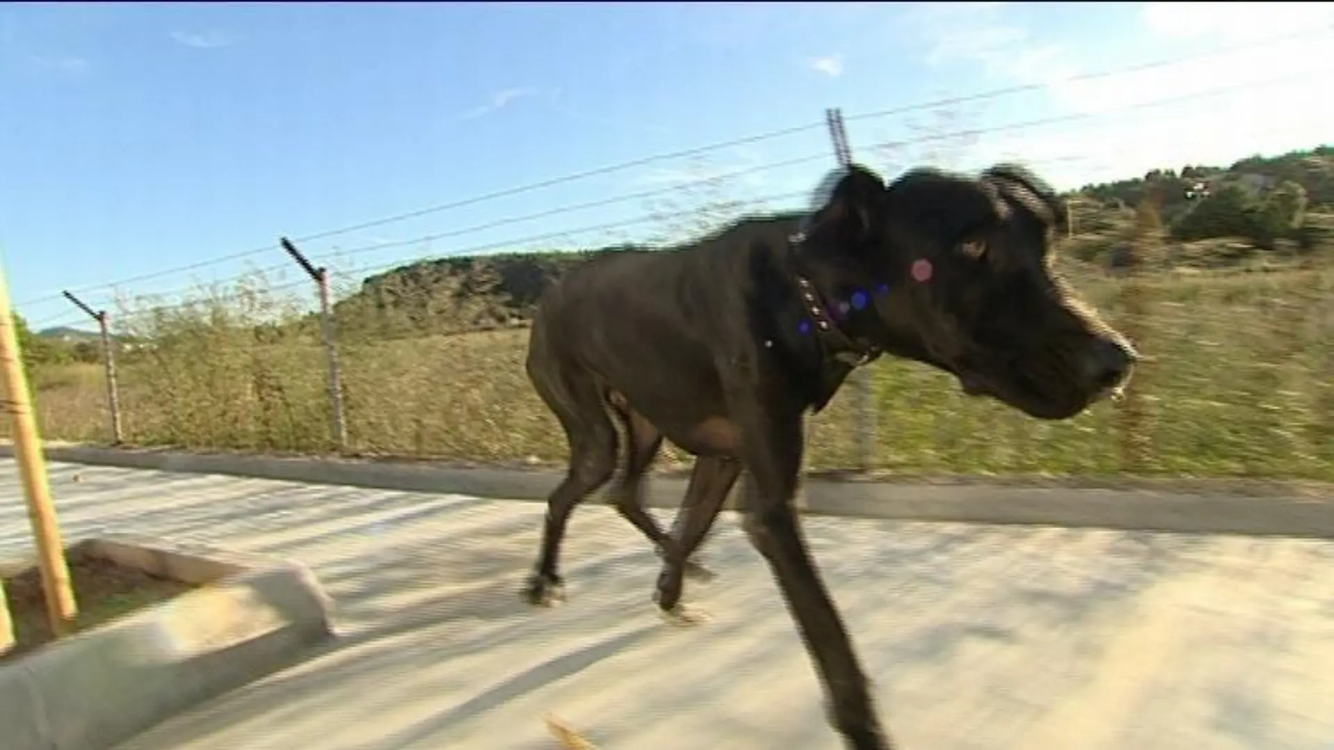 tierschutz auf malle dogge samir rockstars mit herz
