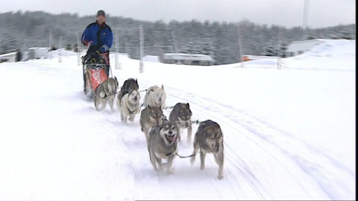 Tiergeschichten 3 - Bild 1 - Husky-Gespann - Endlich Training im Schnee