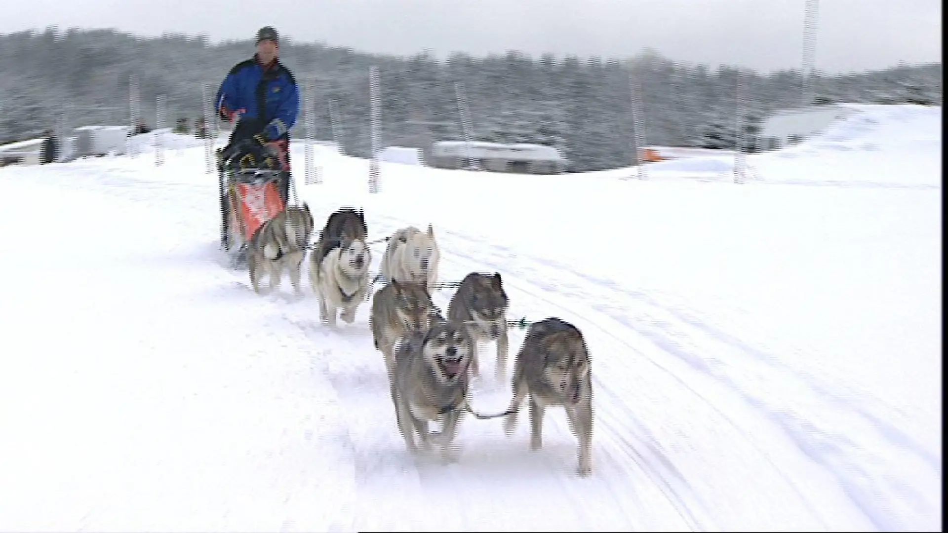 Tiergeschichten 3 - Bild 1 - Husky-Gespann - Endlich Training im Schnee