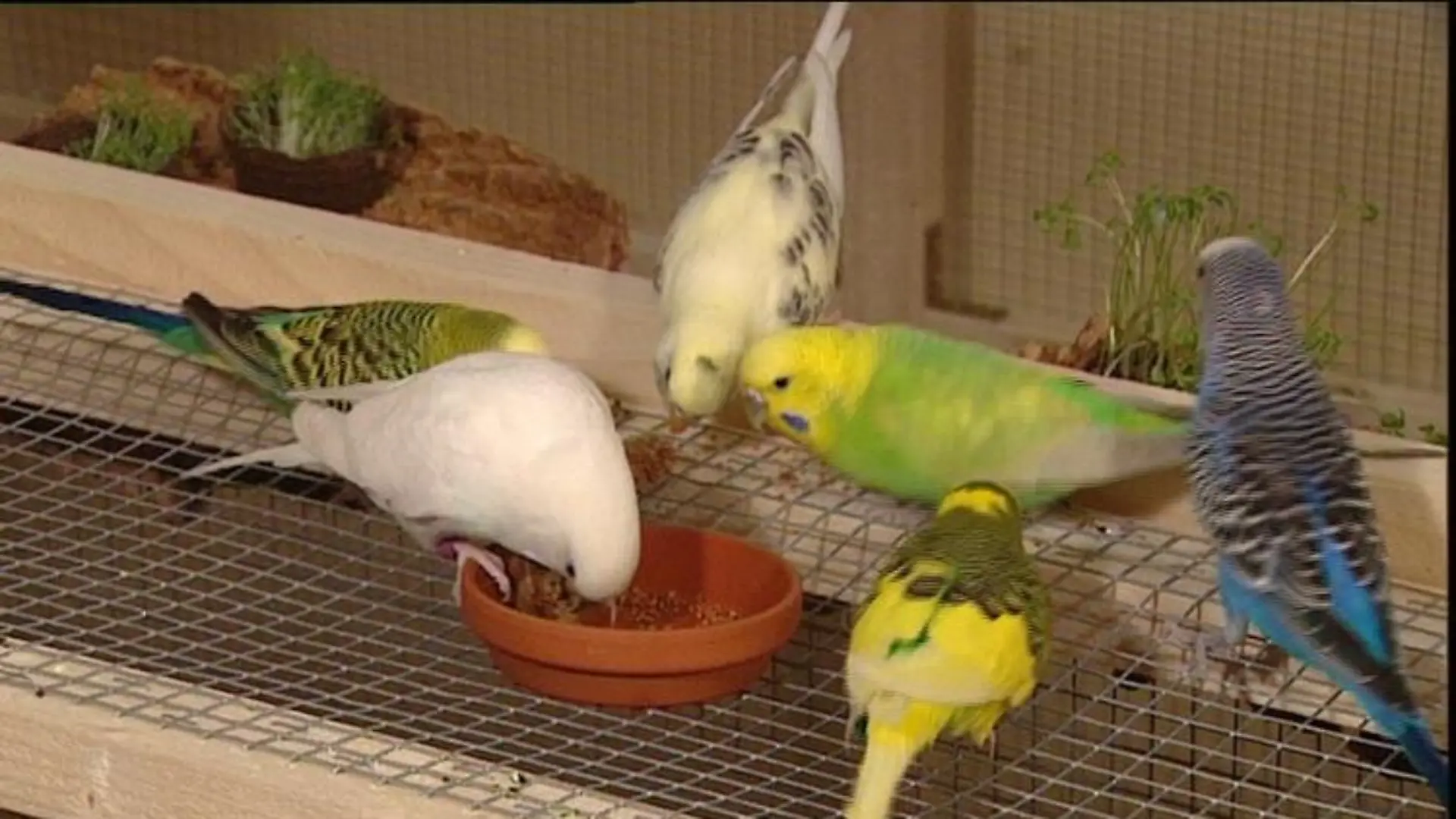 wdhl tiergeschichten1
