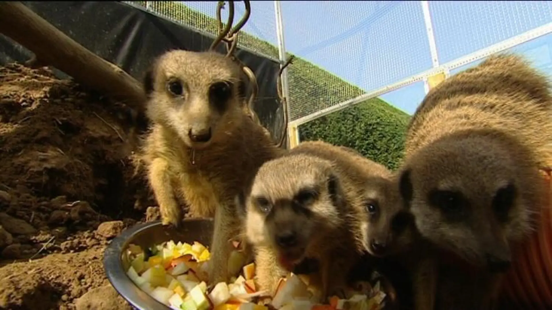 zusatzbild erdmännchen fressen