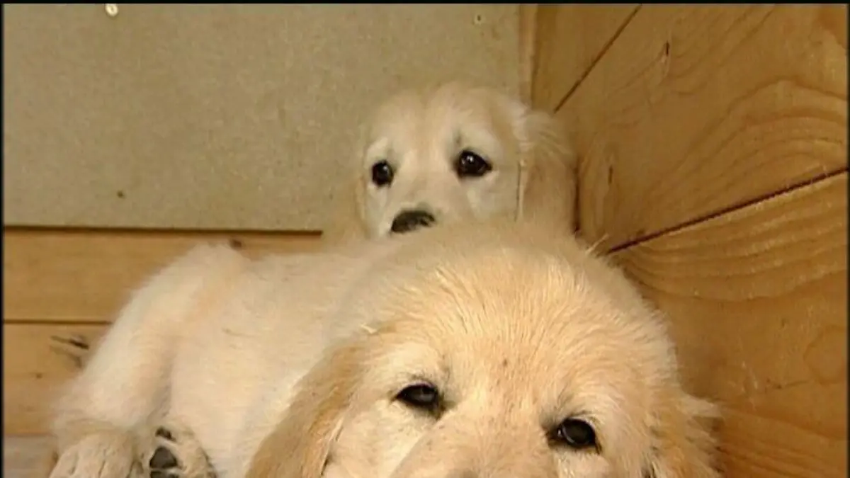 hundewelpen9