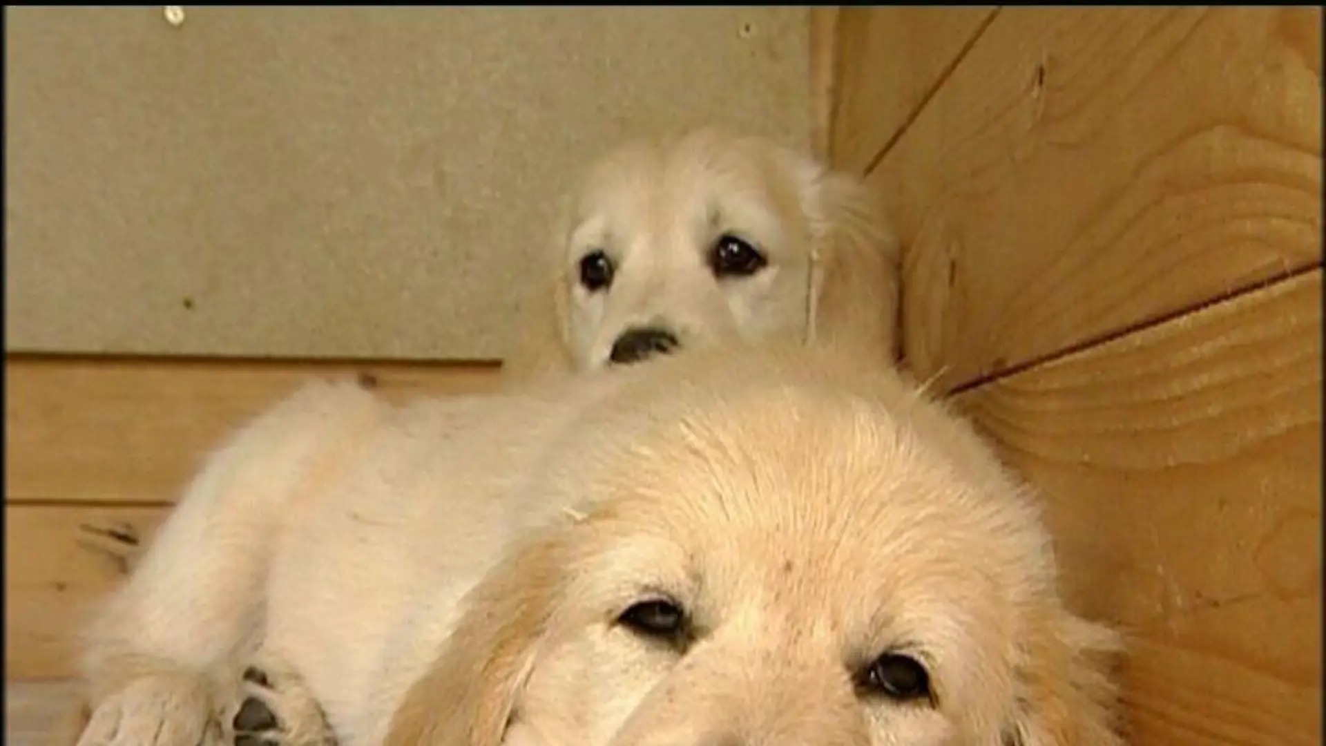 hundewelpen9