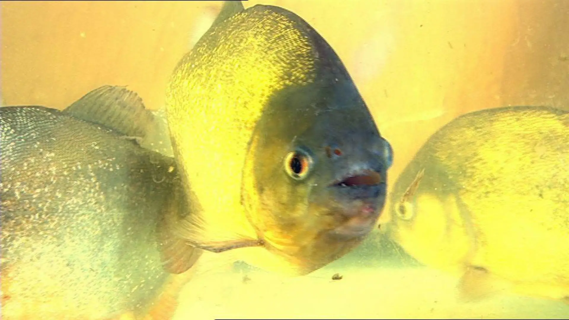 Tiergeschichten2 - Bild 2 - Piranhas