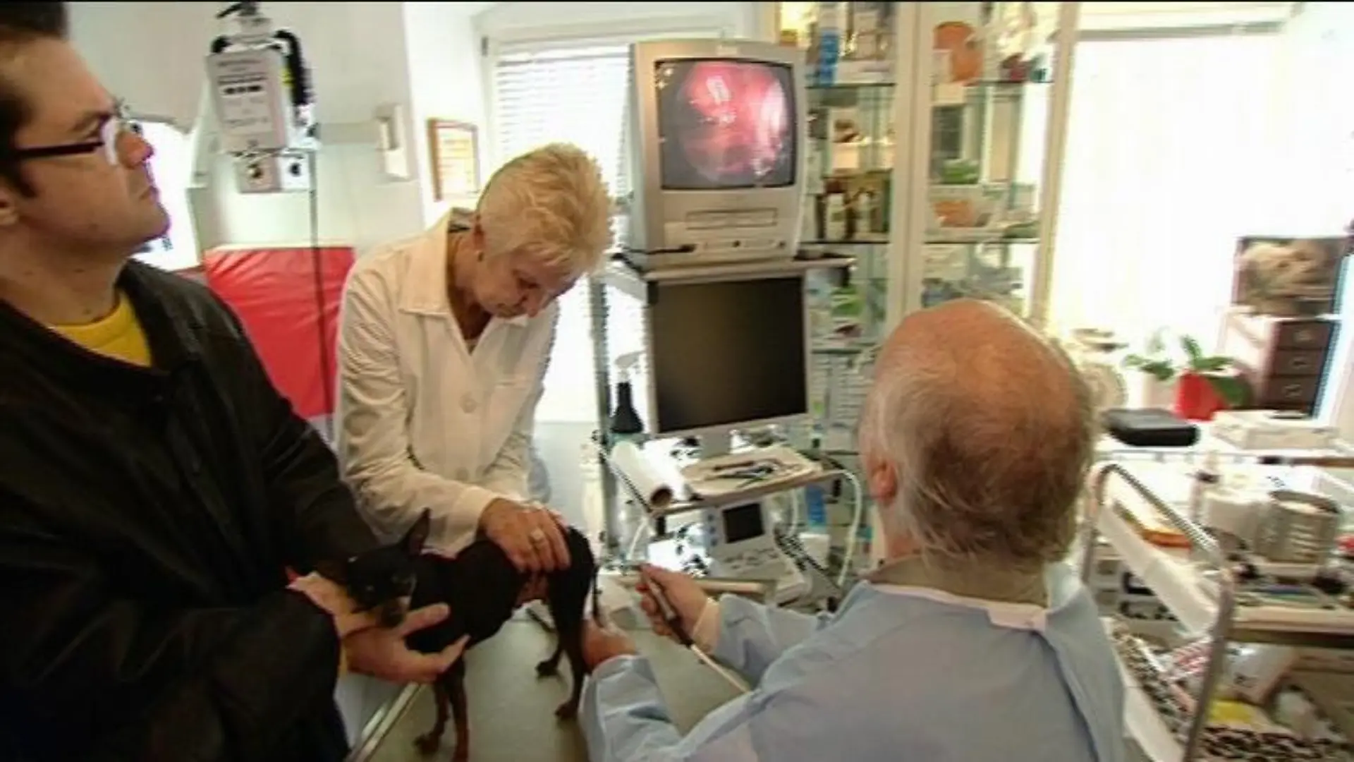 sprechstunde1 dr wolf untersucht hund mit kamera