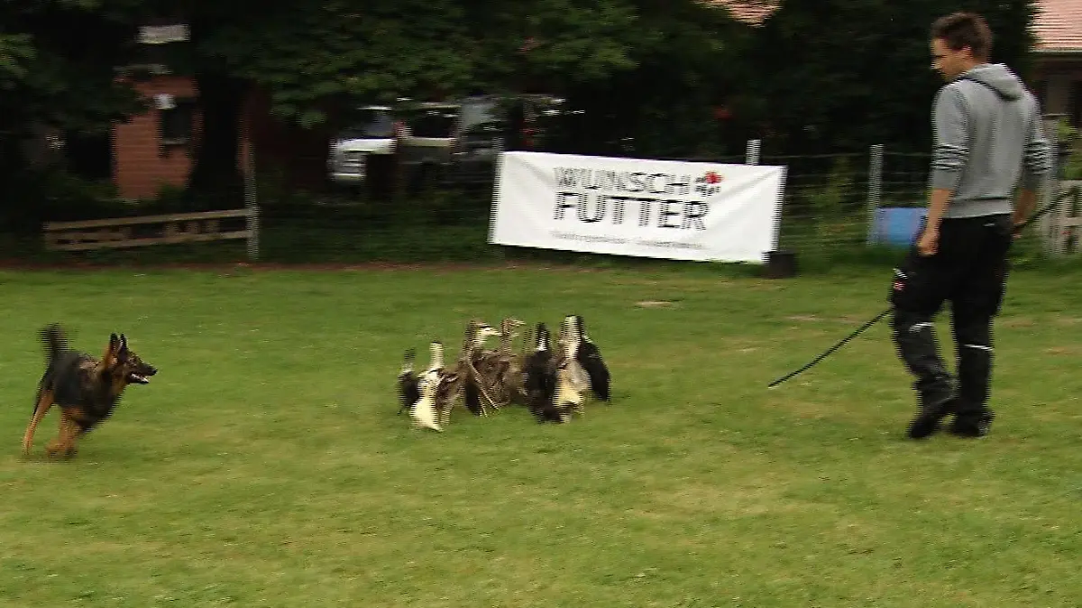 Tiergeschichten3 - VOX - Florian und Lou beim Training