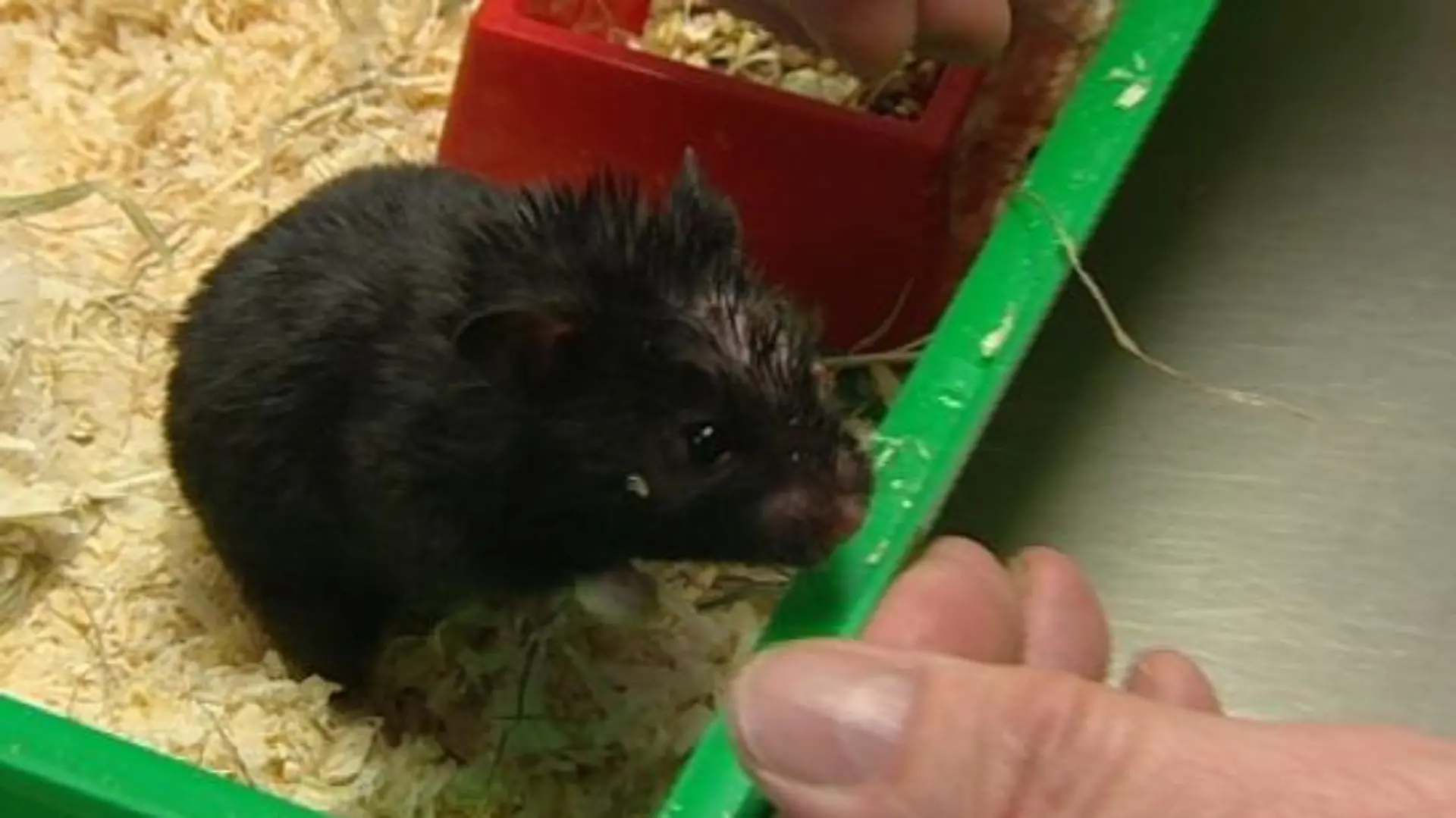 sprechstunde2 goldhamster1