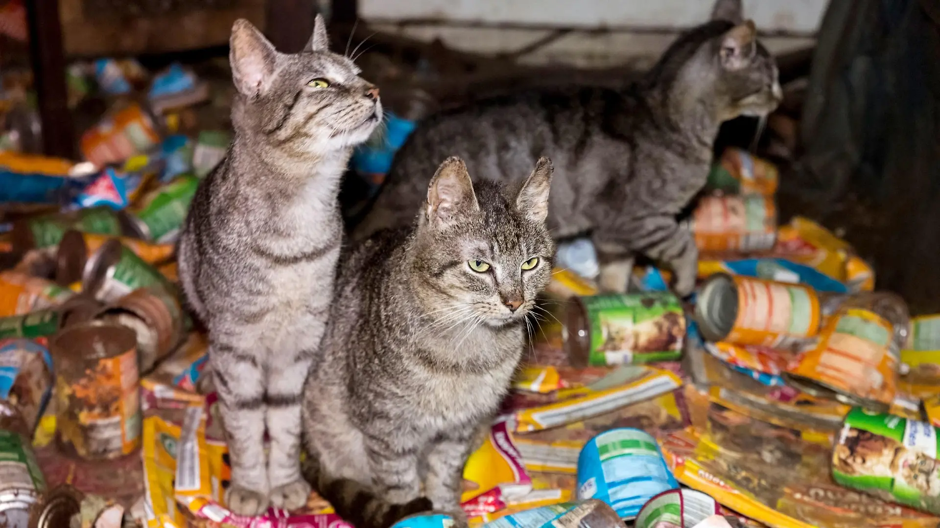 In einem Haus sollen seit Jahren mehrere Katzen und Katzenwelpen sich selbst überlassen sein und in völliger Dunkelheit gehalten werden. Die Katzen benötigen dringend ärztliche Versorgung und müssen aus der "Messiehaltung" befreit werden.
