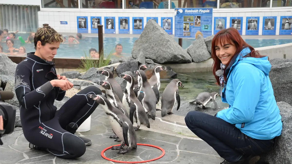 Tiergeschichten 2 - Bild 1 - Pinguine-Diana-Nicolle Mller