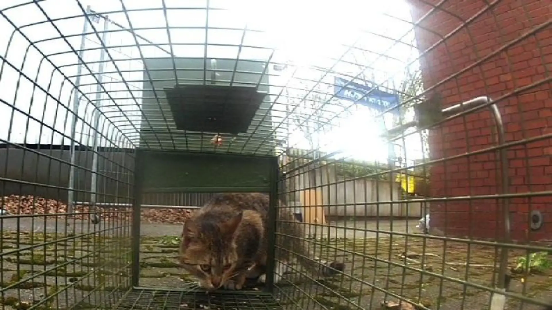 Tiere in Not - VOX - Katzen einfangen