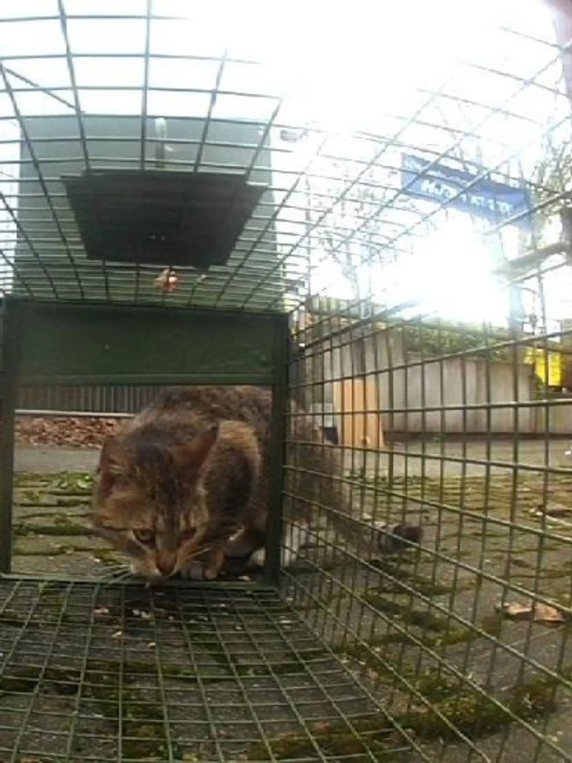 Tiere in Not - VOX - Katzen einfangen