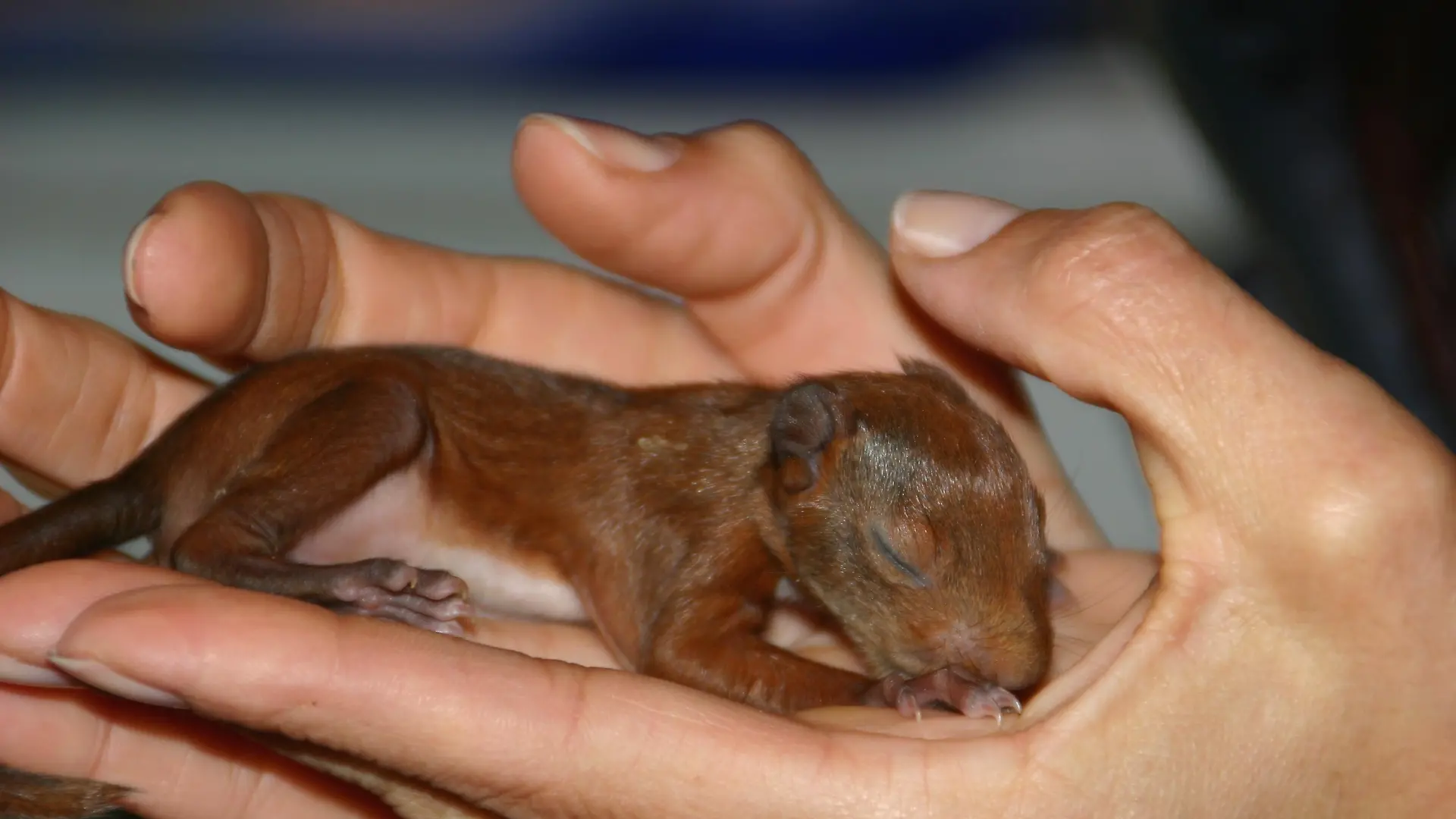 Tiergeschichten 2 - Eichhörnchen 2