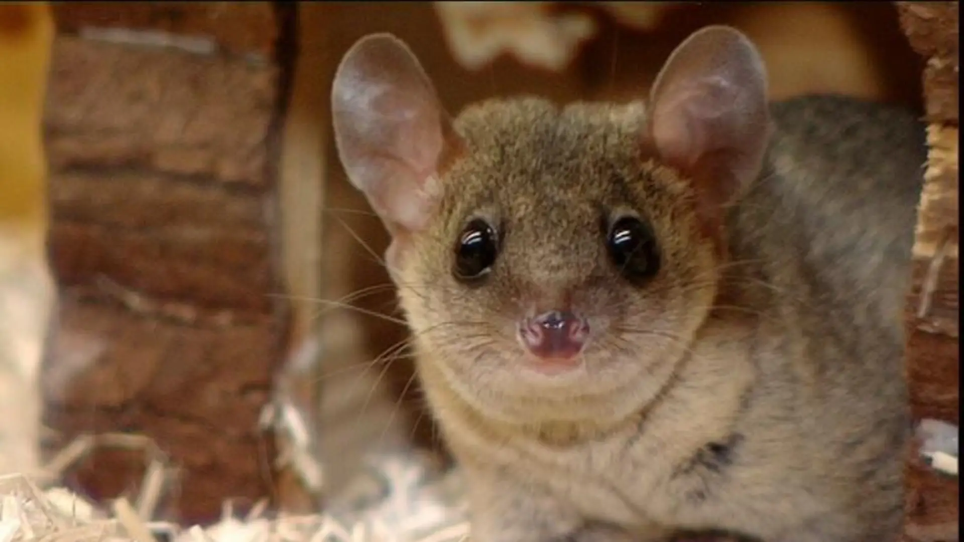 zuatzbild kurzschwanzopossum