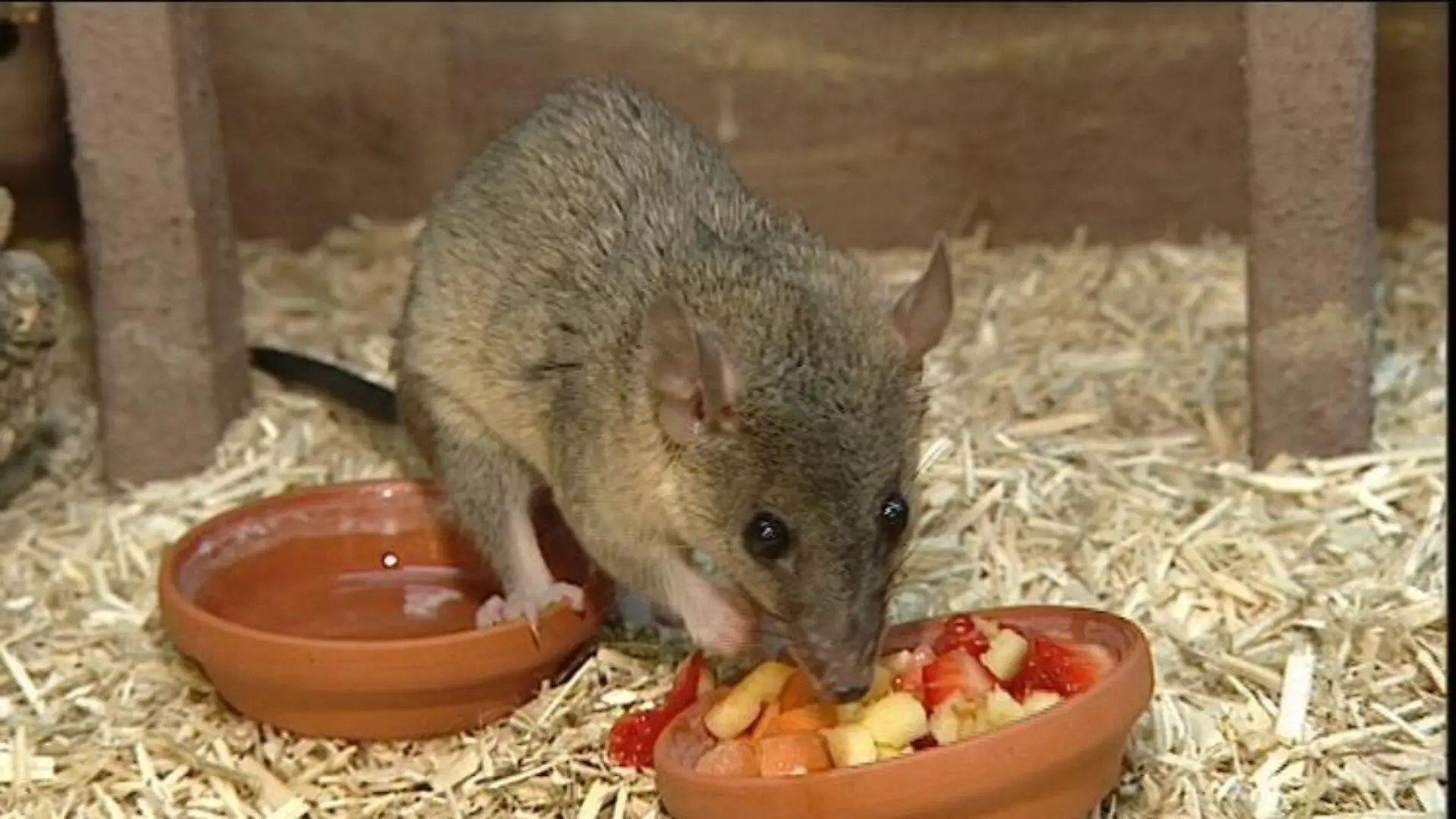 zusatzbild opossum beim fressen