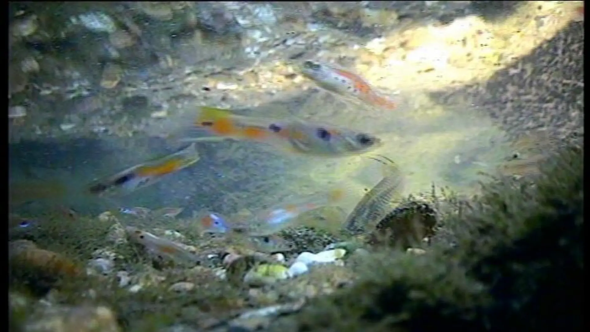 Tiergeschichten1 Guppys