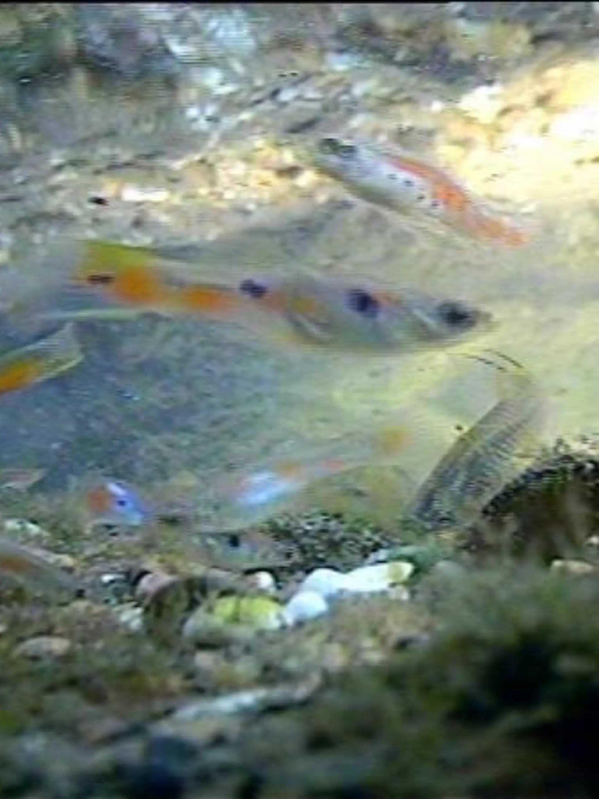 Tiergeschichten1 Guppys